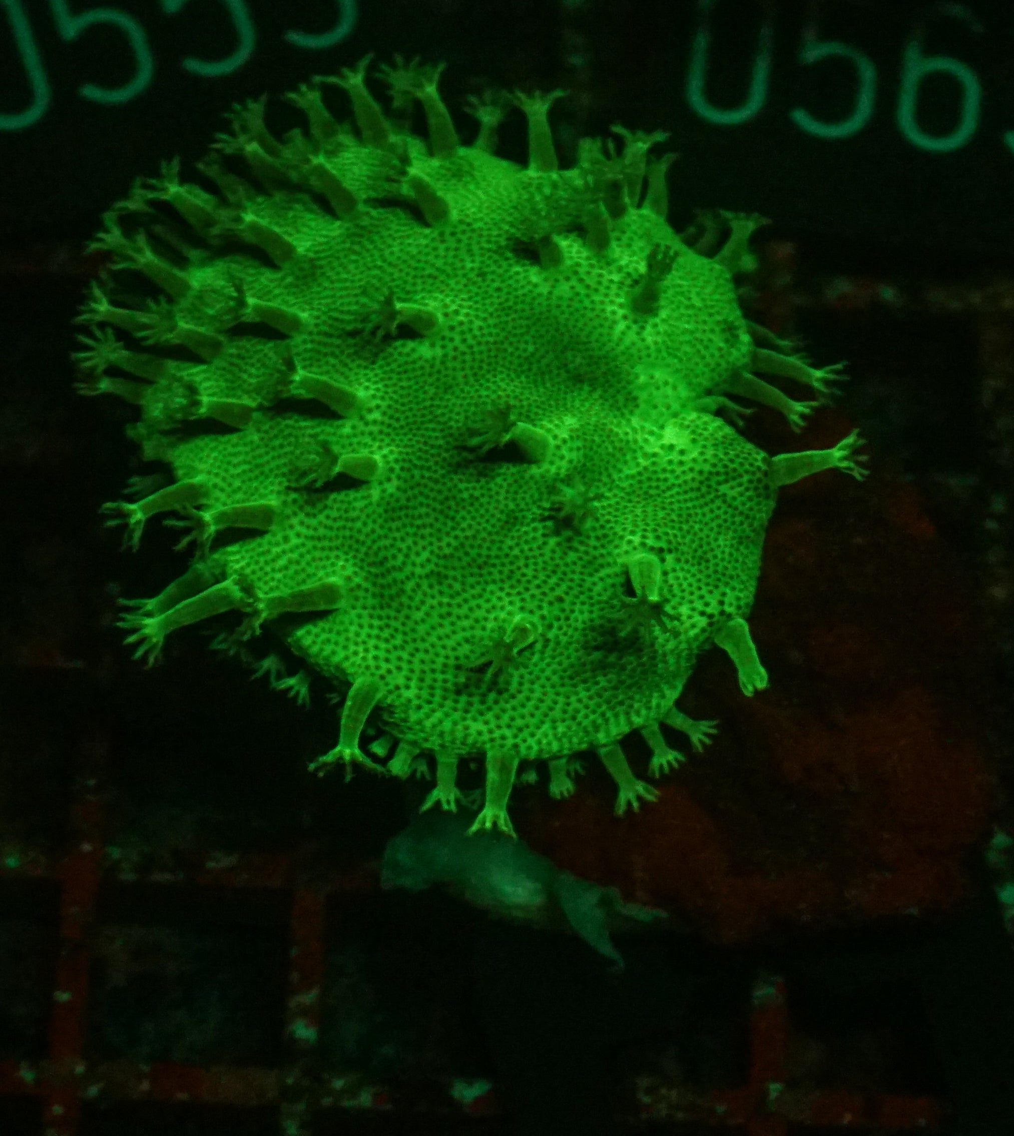 Sarcophyton ehrenbergi "white polyps"