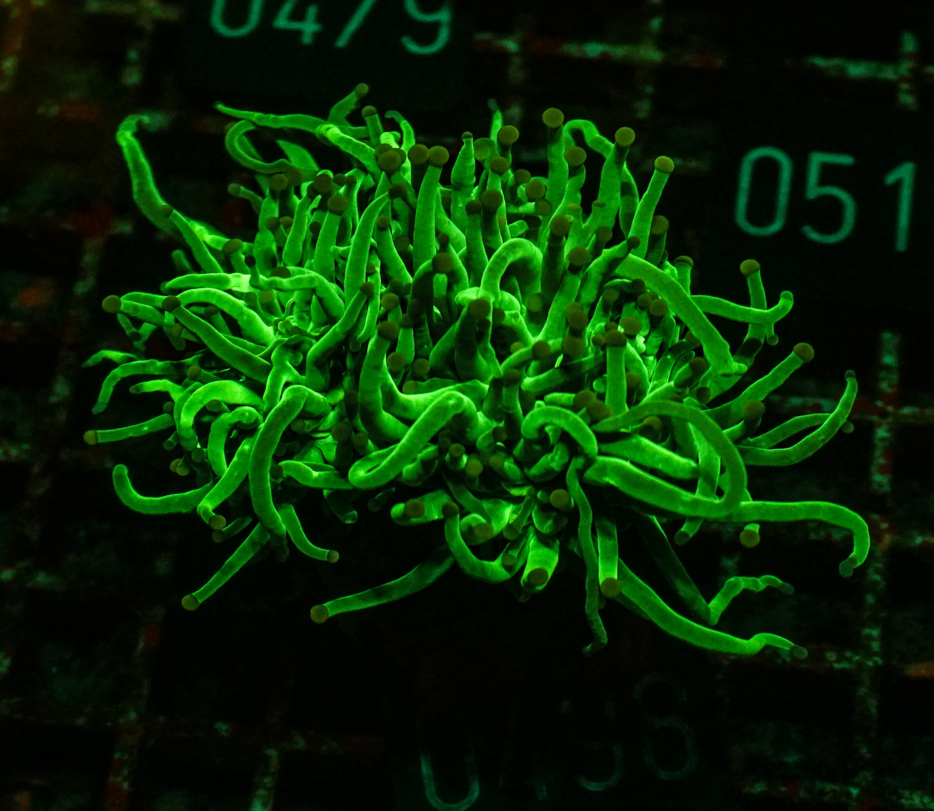 Euphyllia glabrescens "toxic green"