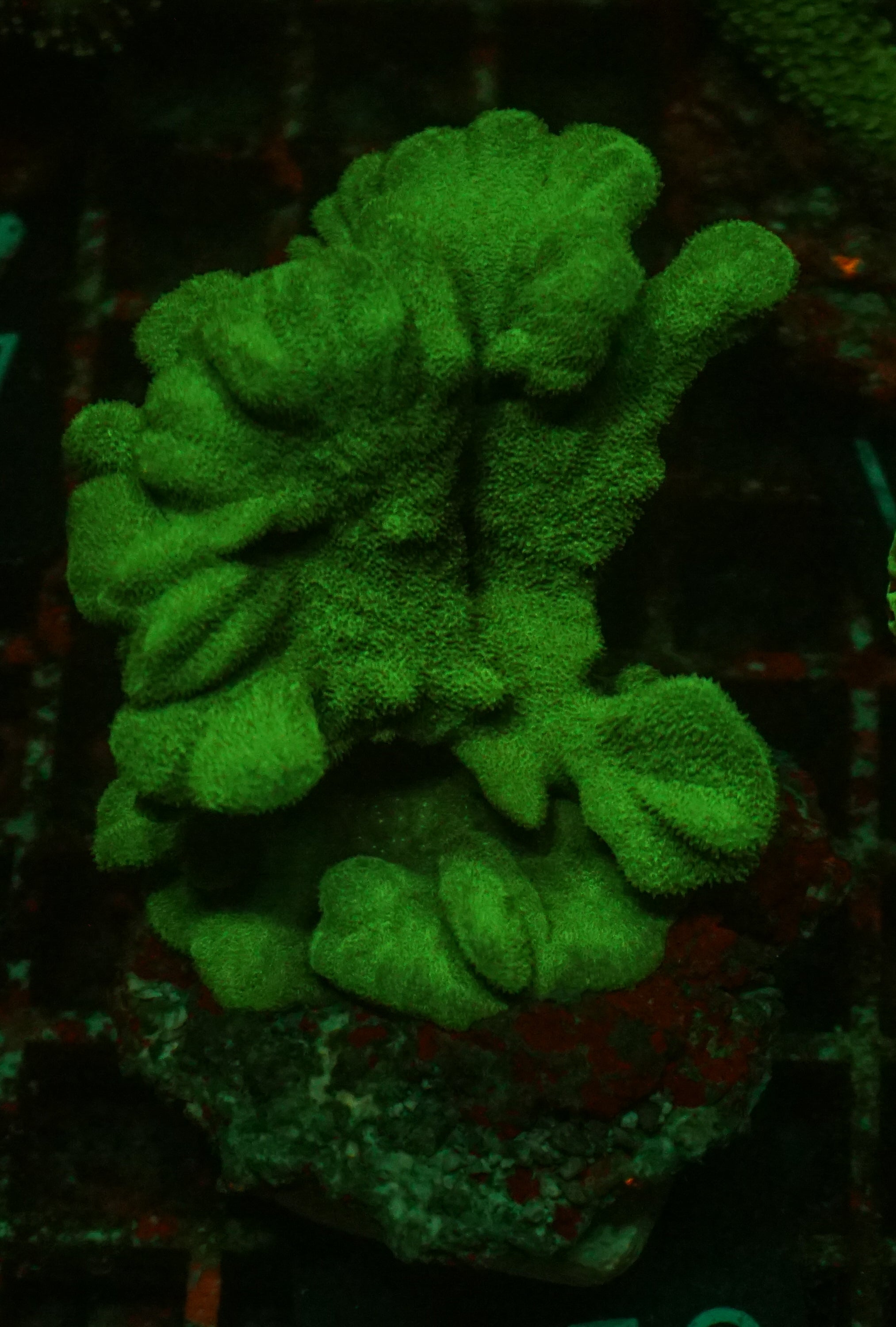 Psammocora nierstraszi