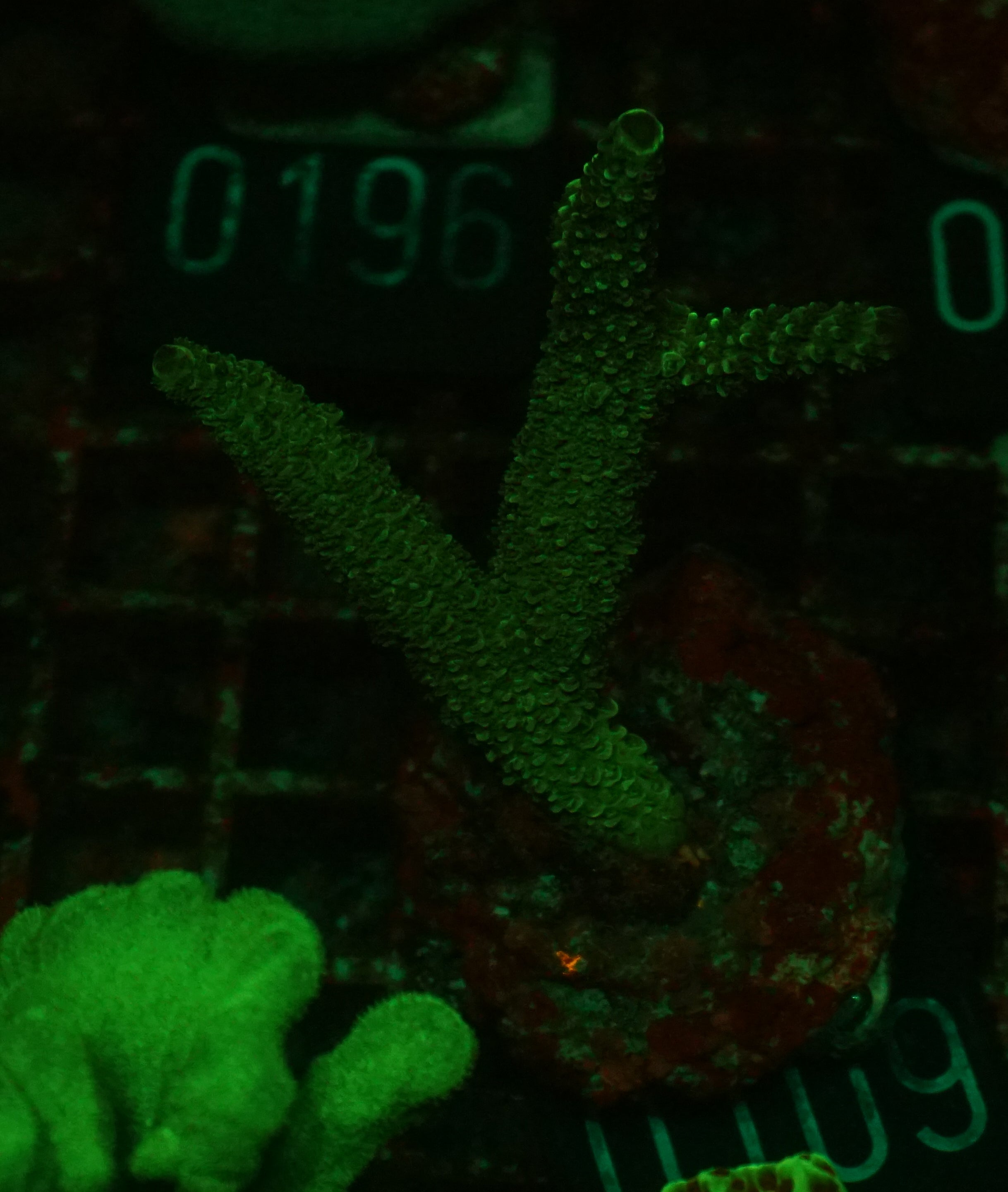 Acropora abrolhosenis “fluffy”