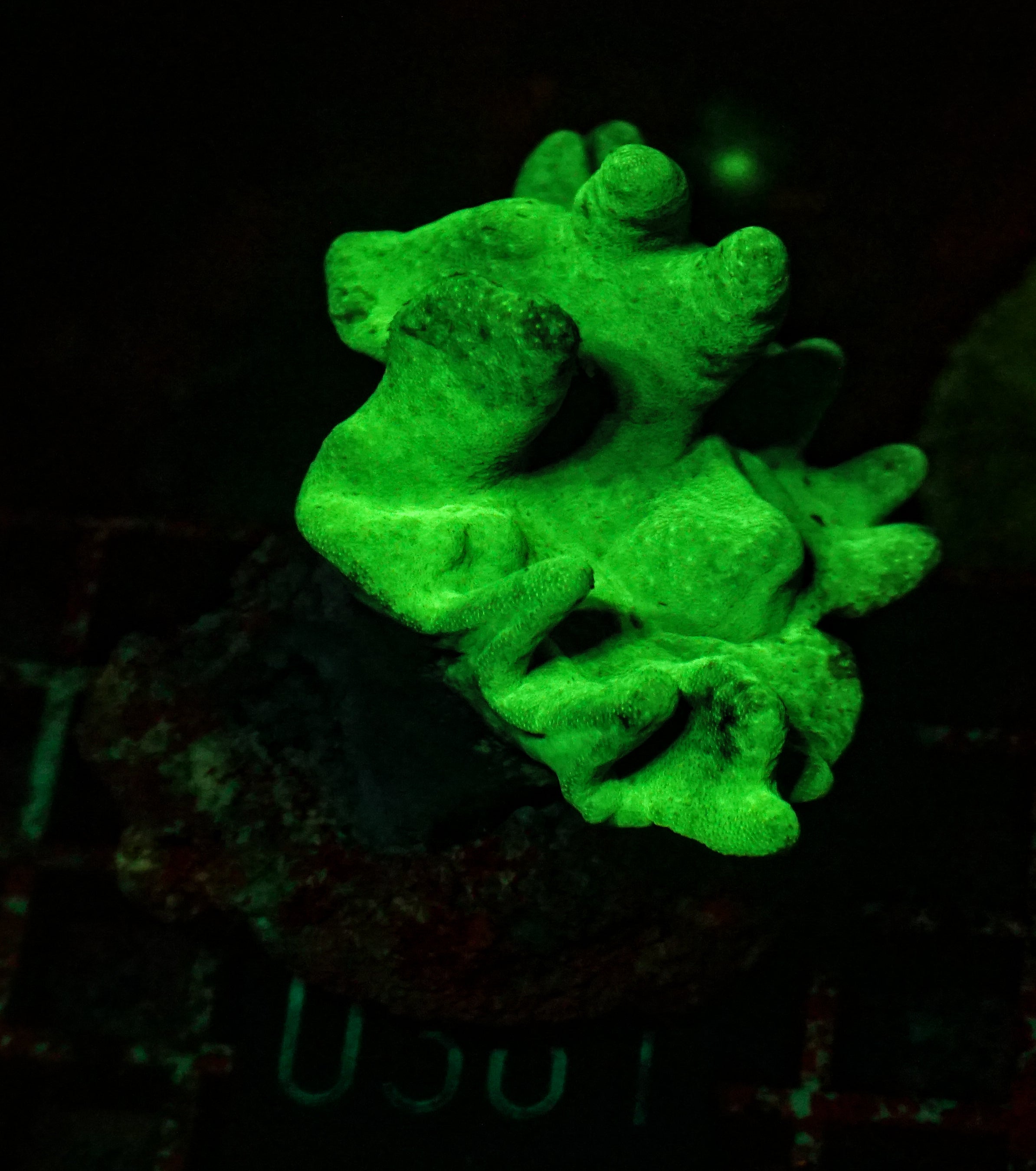 Lobophytum sp. "green"