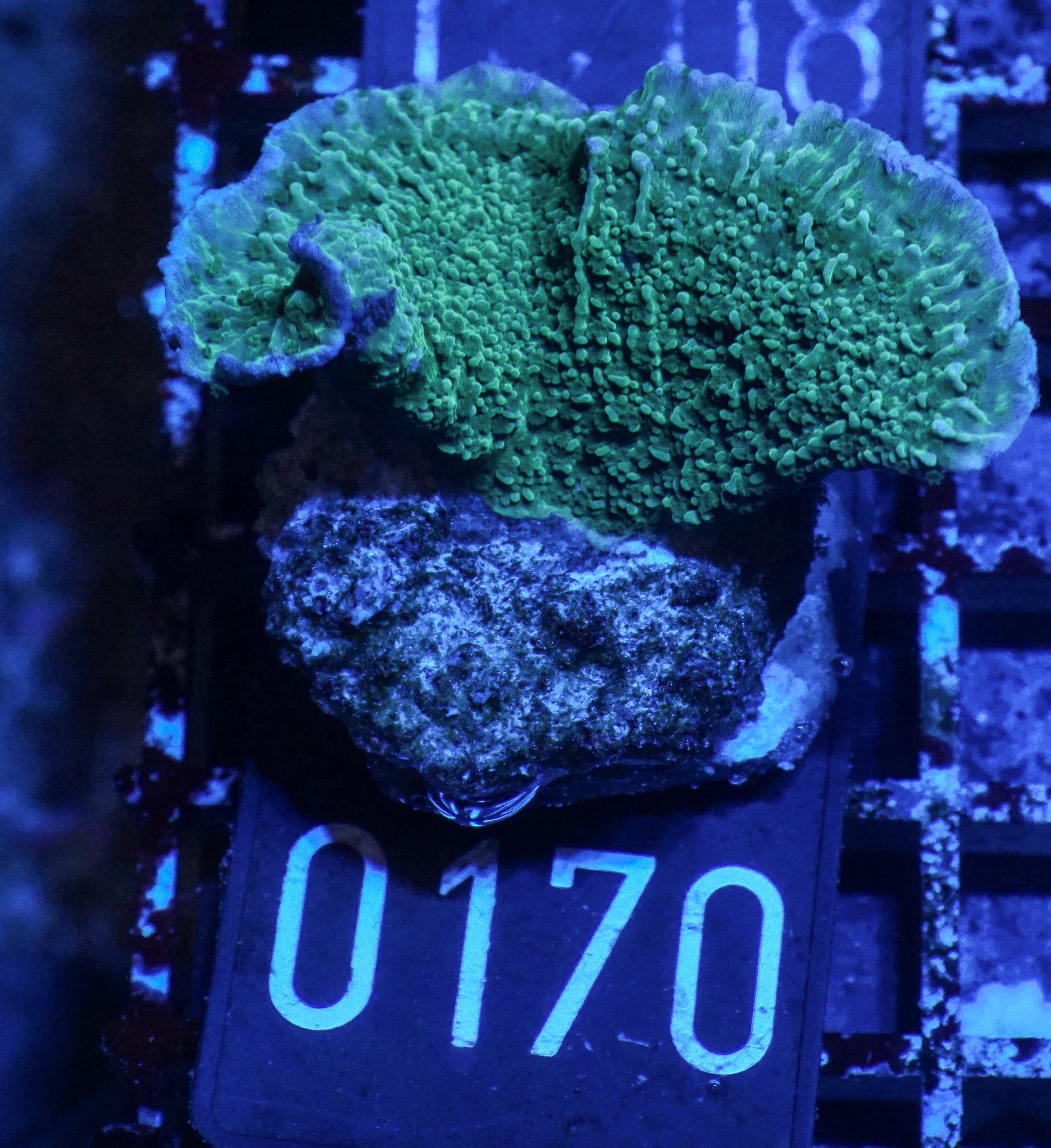 Montipora delicatula