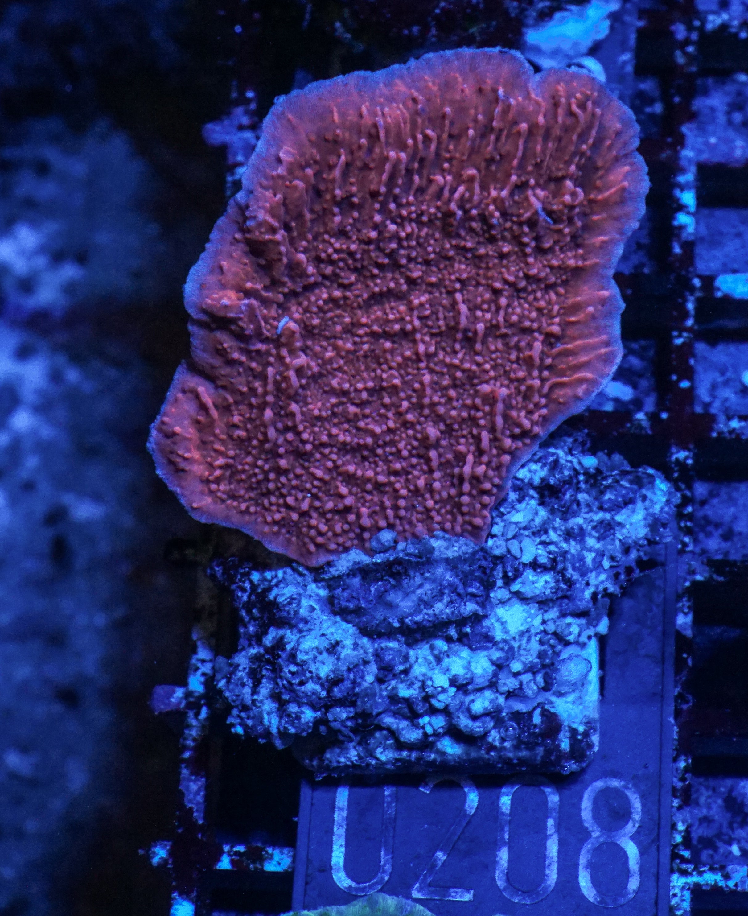 Montipora foliosa