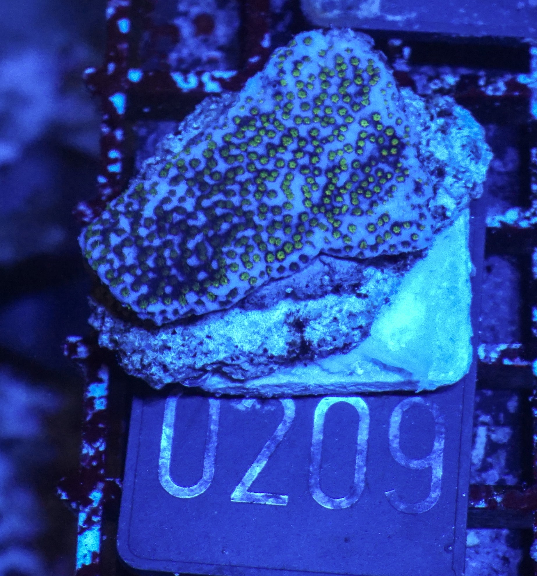 Montipora mollis "rainbow"