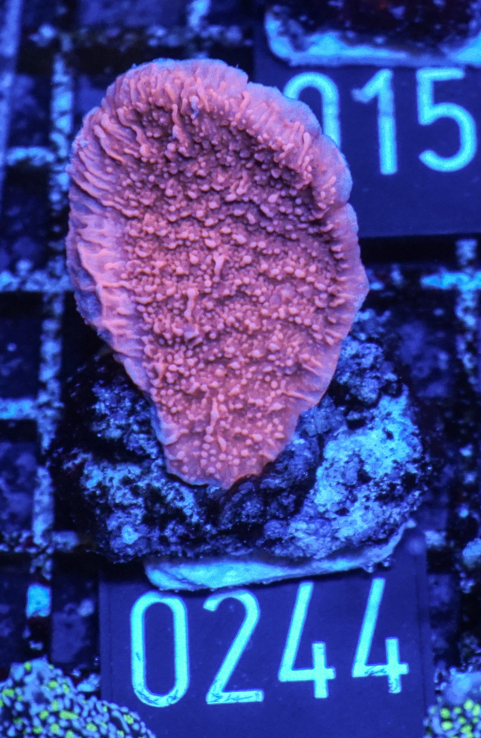 Montipora foliosa