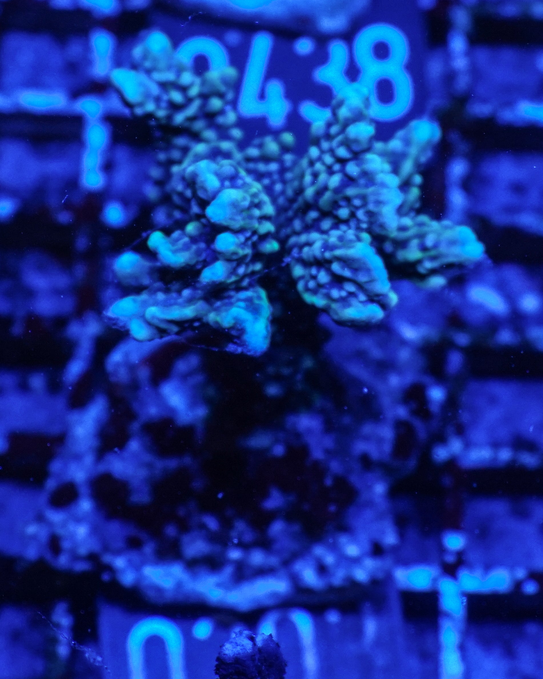 Montipora verrucosa