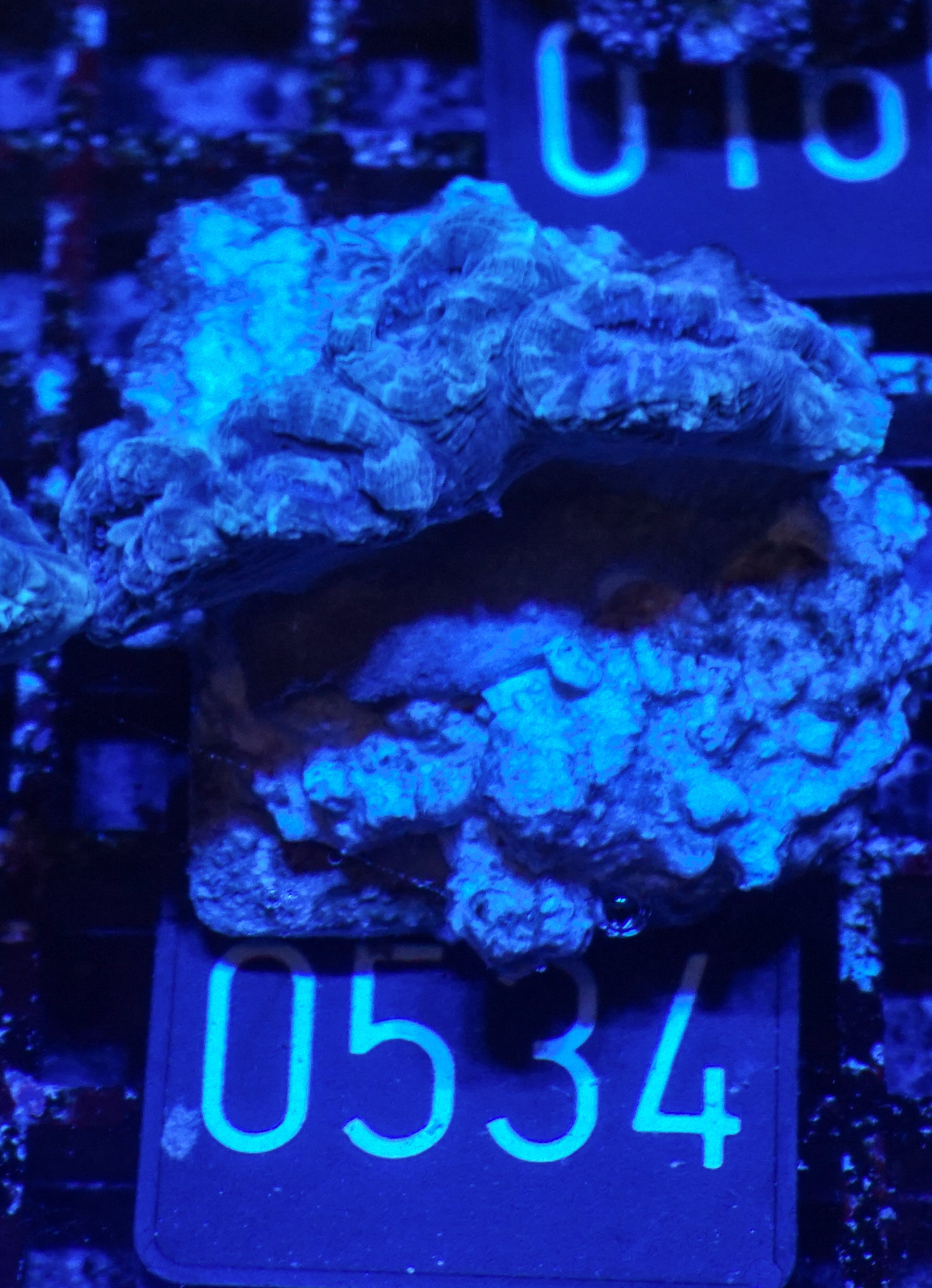 Caulastraea furcata "blue"