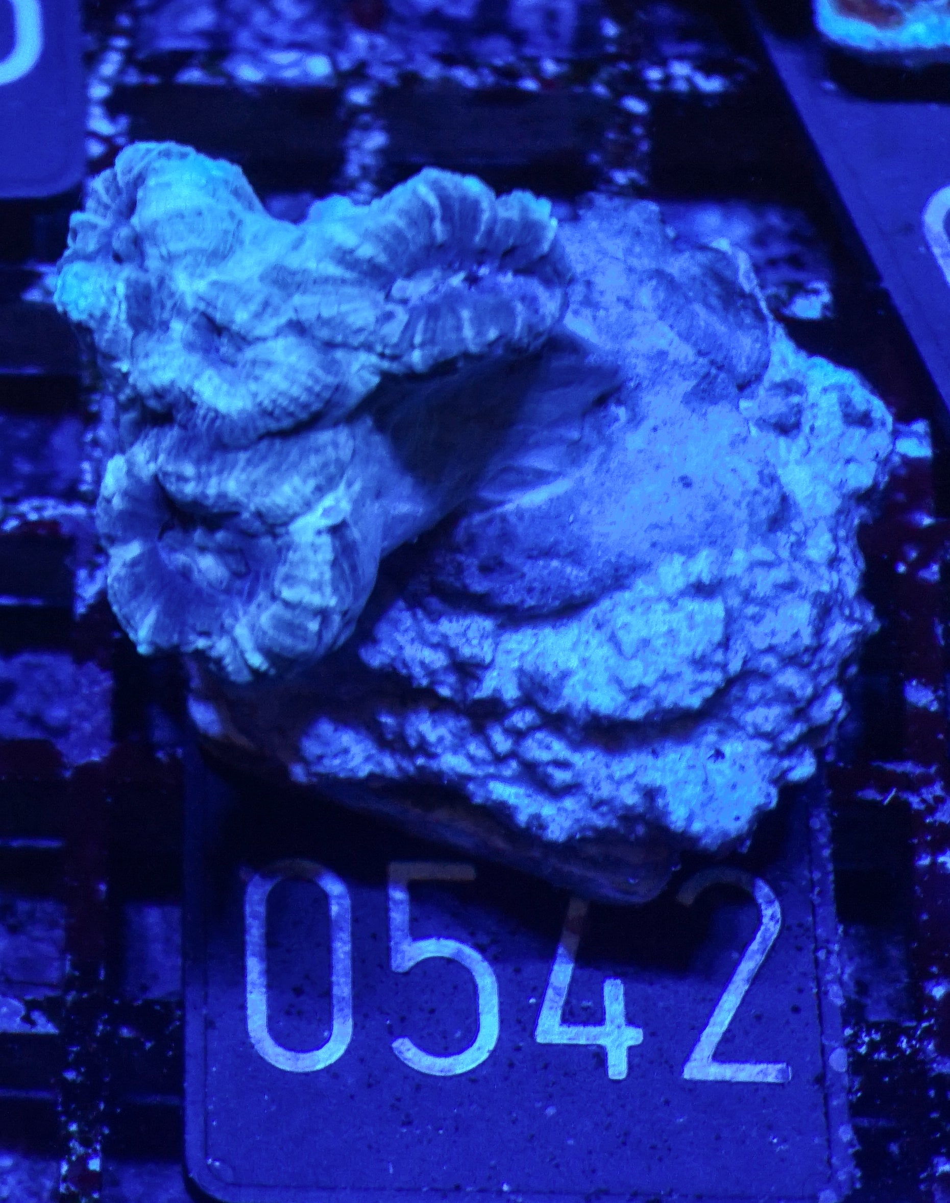 Caulastraea furcata "blue"