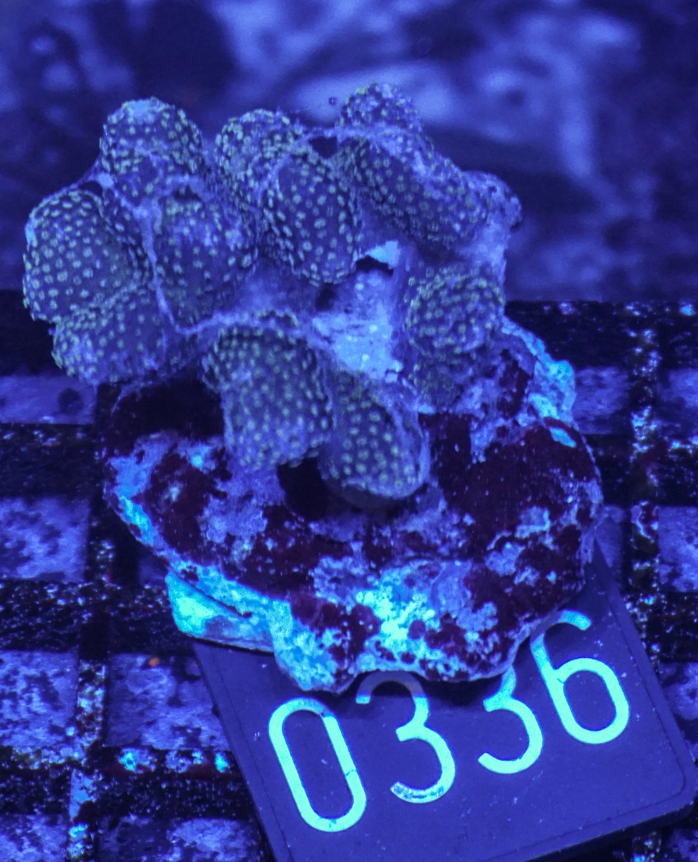 Stylophora pistillata "pink"