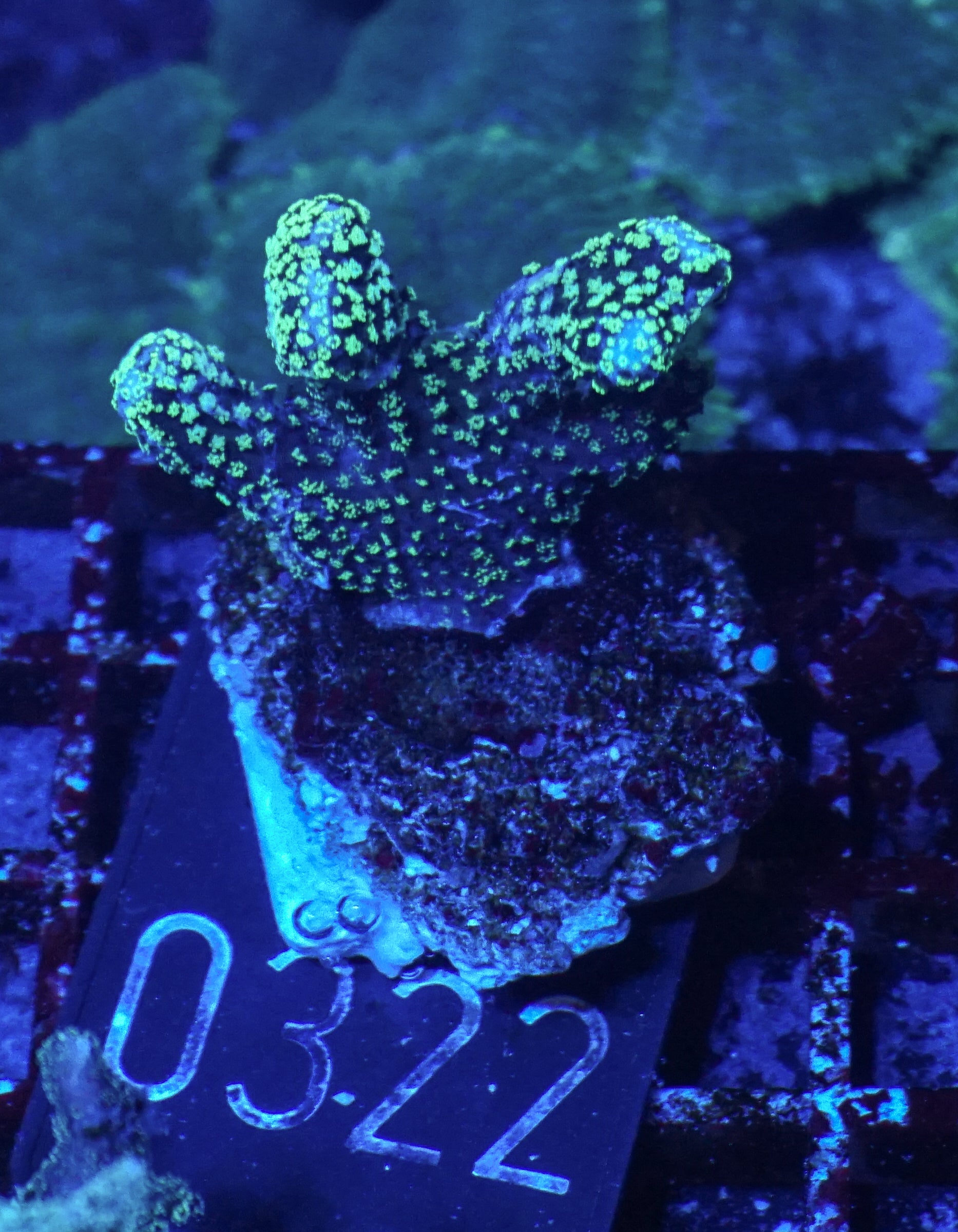 Stylophora pistillata "green"