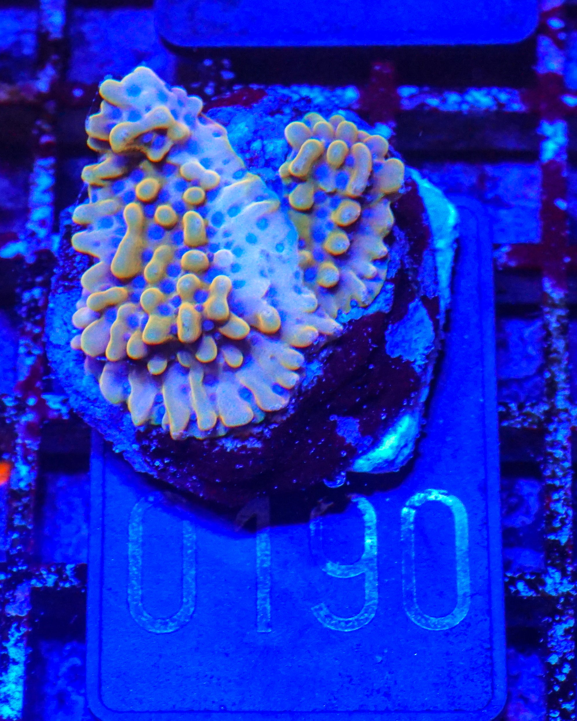 Montipora danae "flaming Joe"