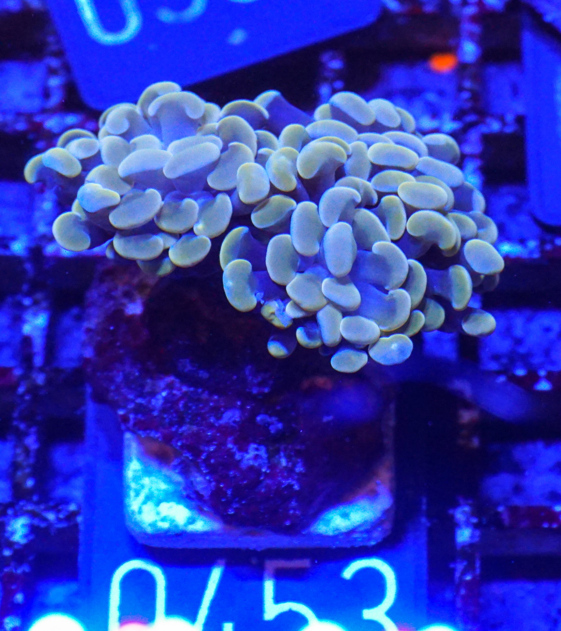 Euphyllia/Fimbriaphyllia paraancora "golden nugget" ultra