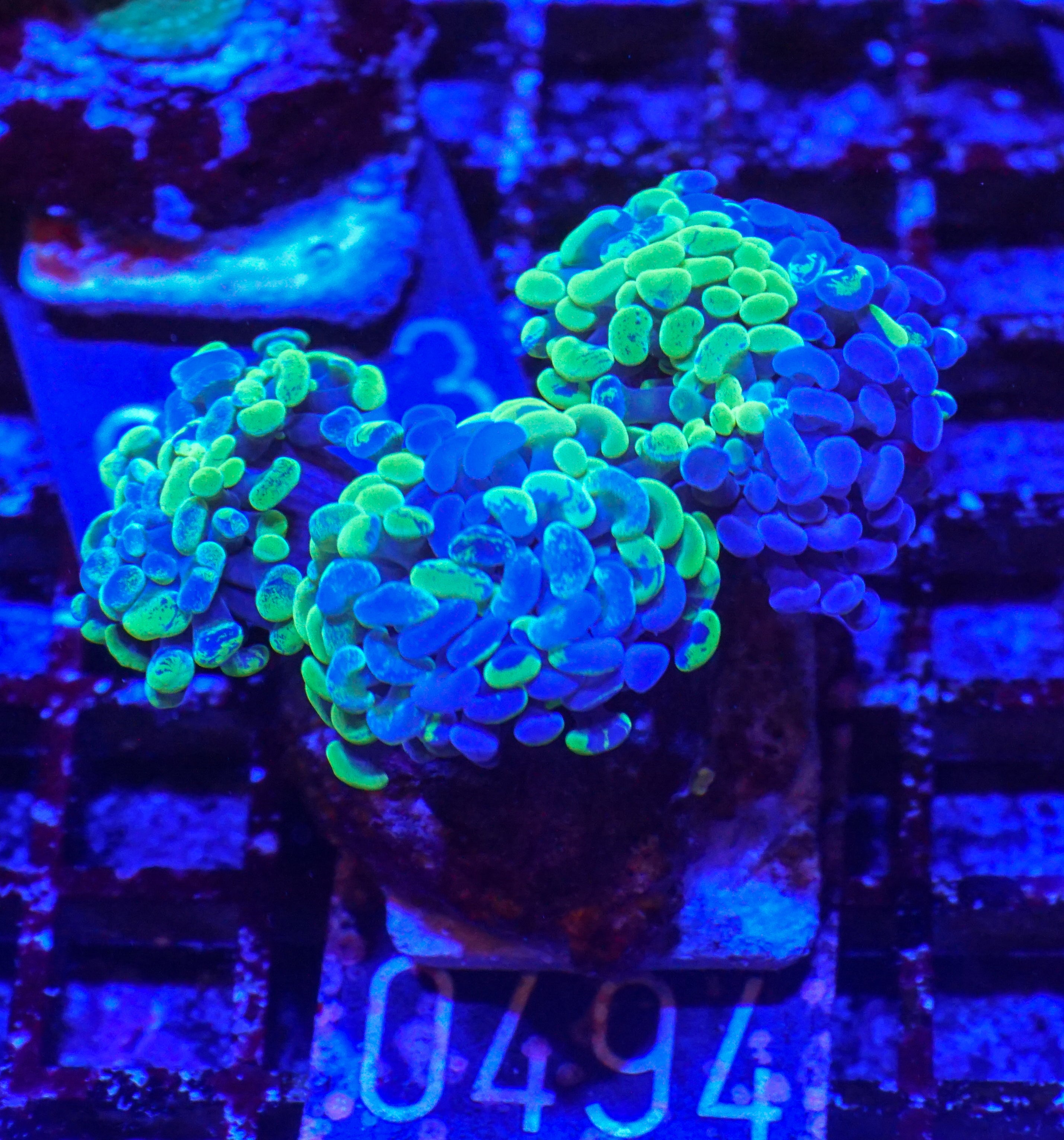 Euphyllia/Fimbriaphyllia paraancora