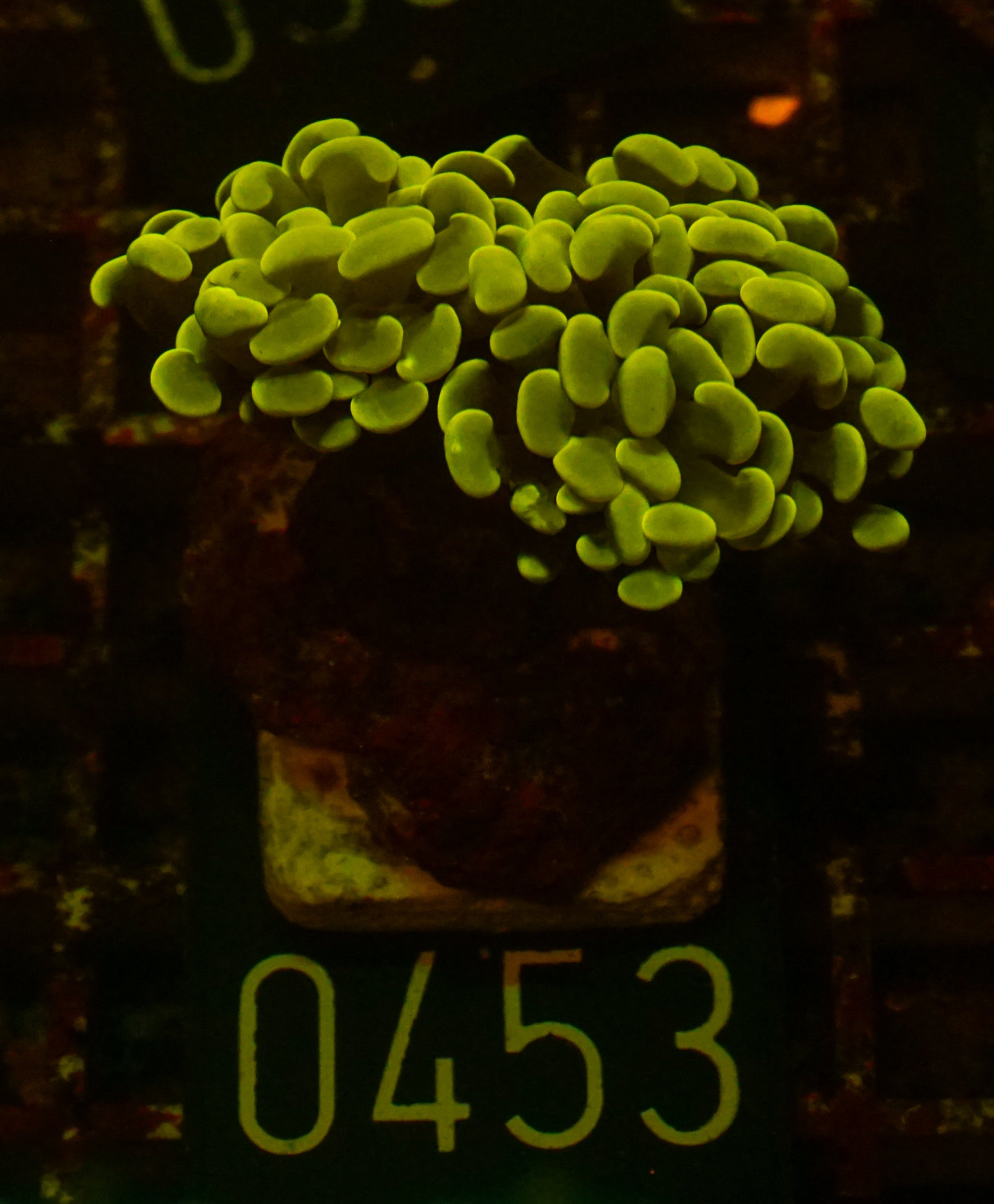 Euphyllia/Fimbriaphyllia paraancora "golden nugget" ultra