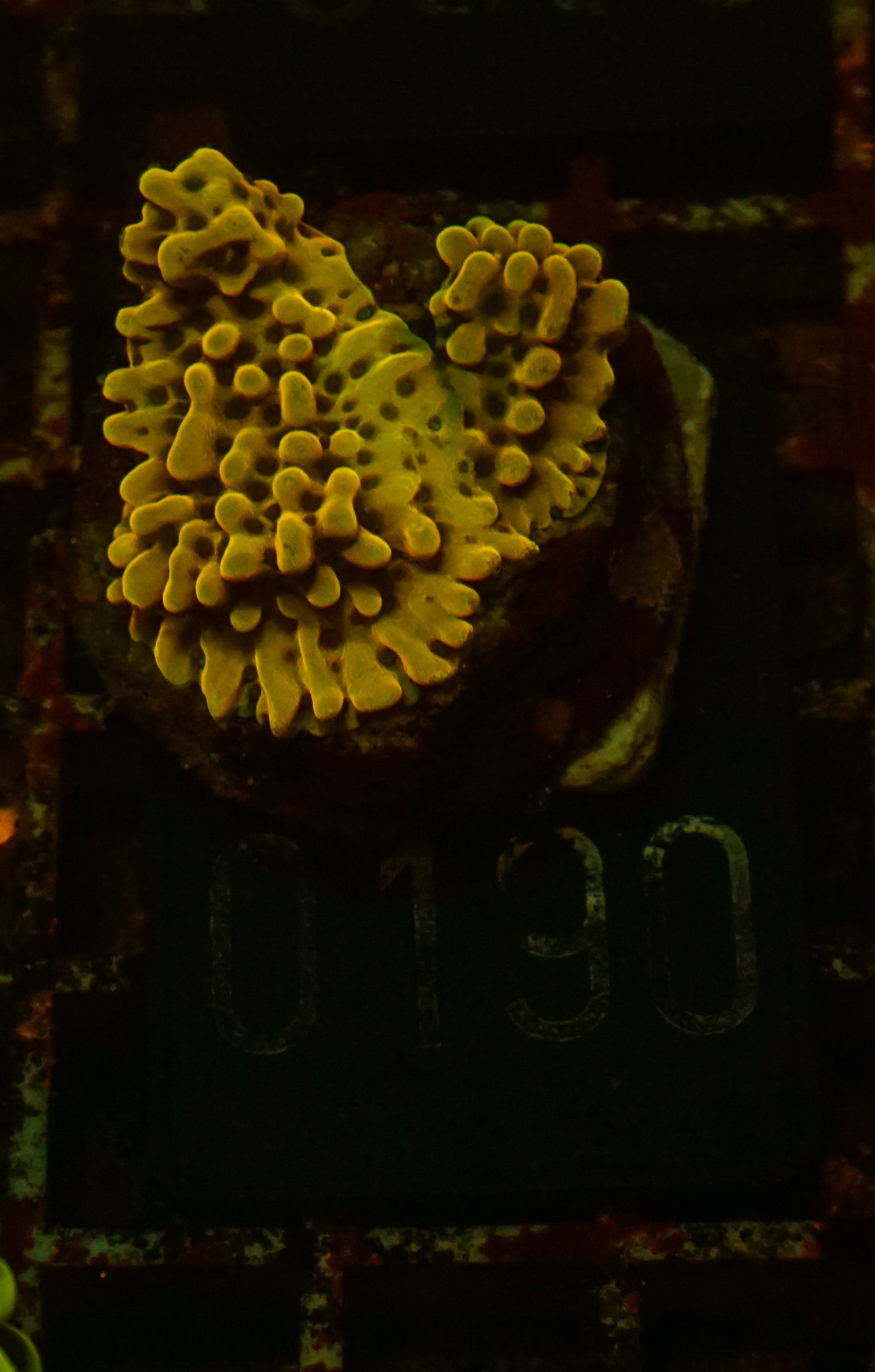 Montipora danae "flaming Joe"