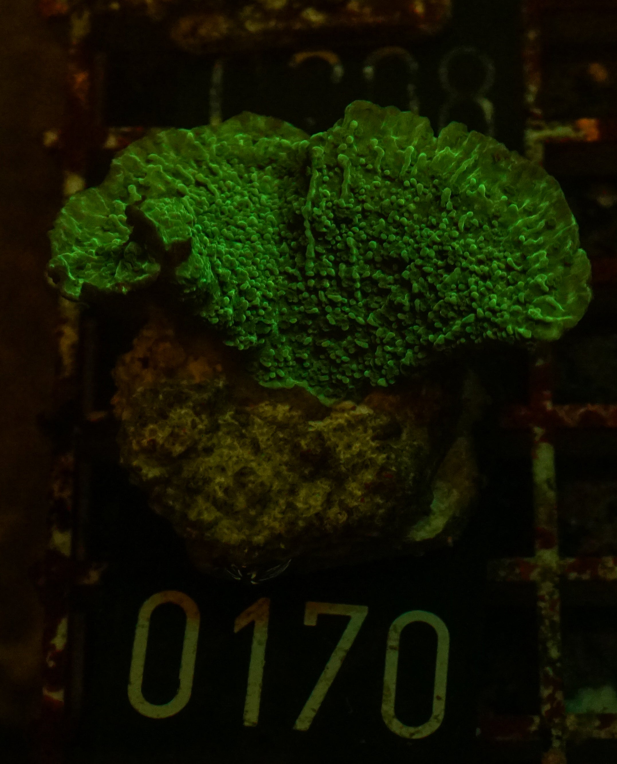 Montipora delicatula