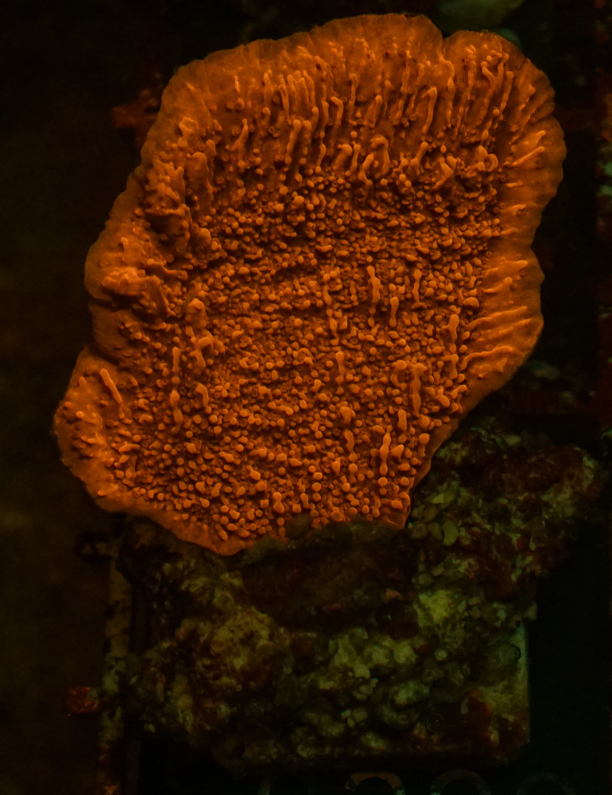 Montipora foliosa