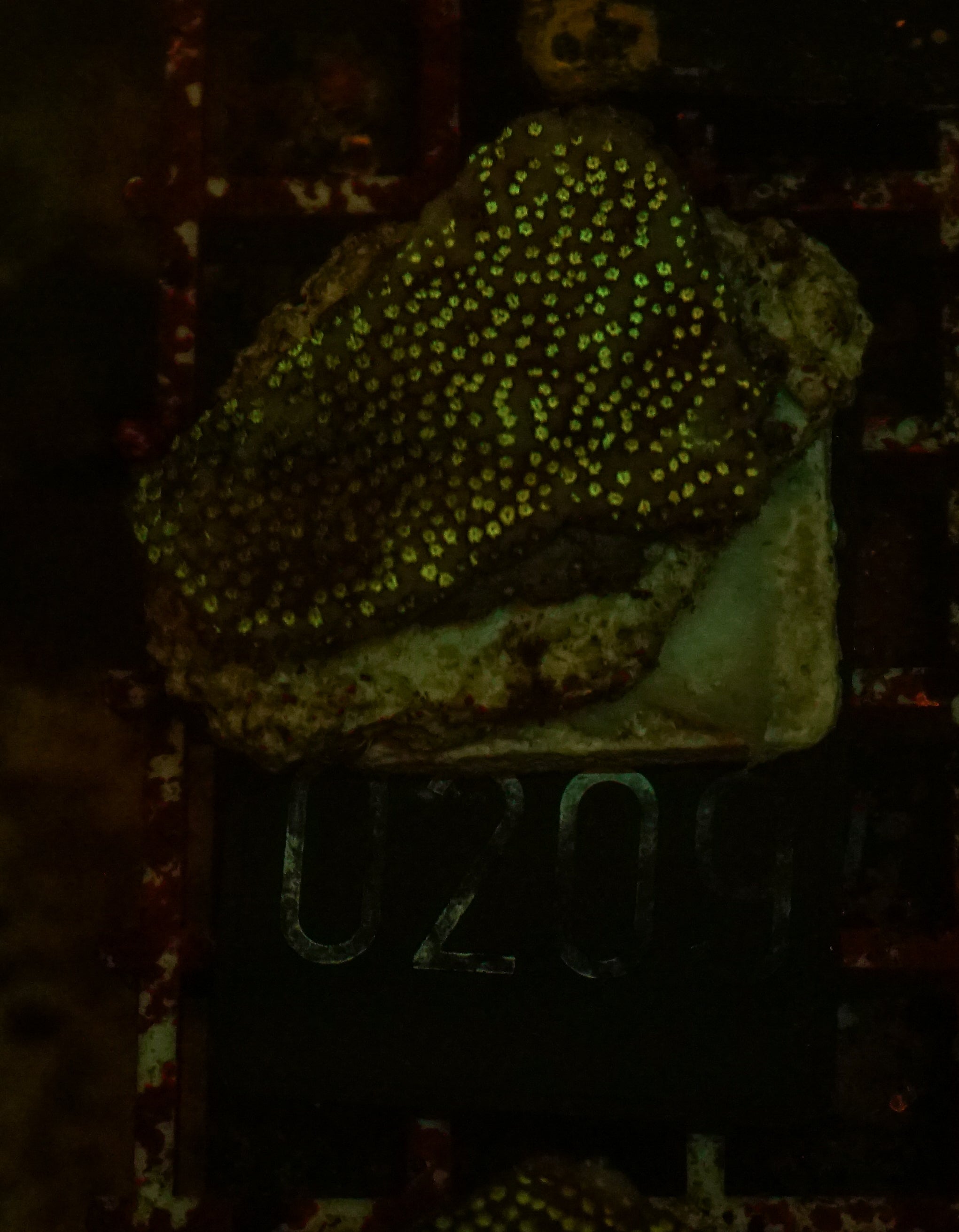 Montipora mollis "rainbow"