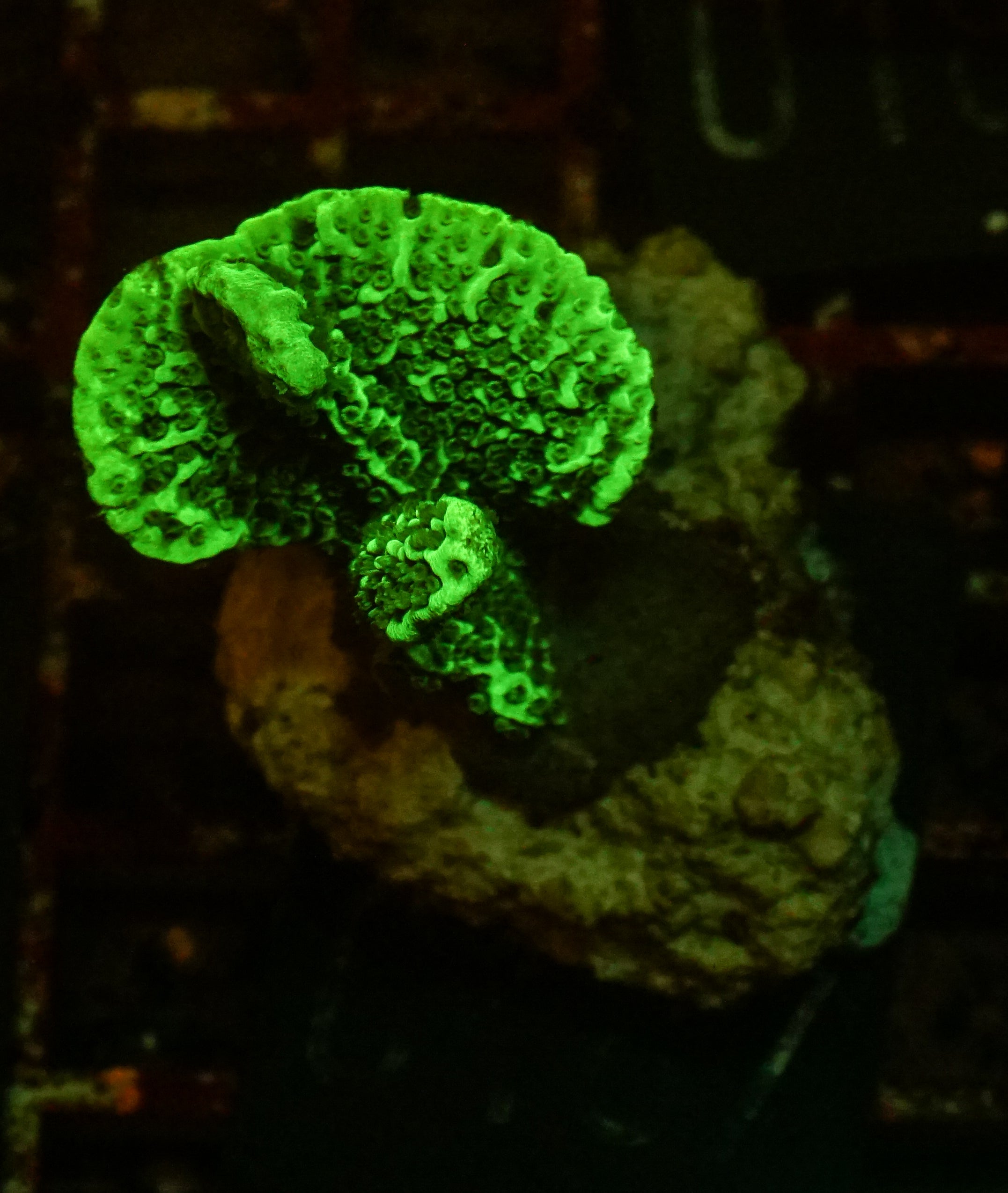 Montipora confusa
