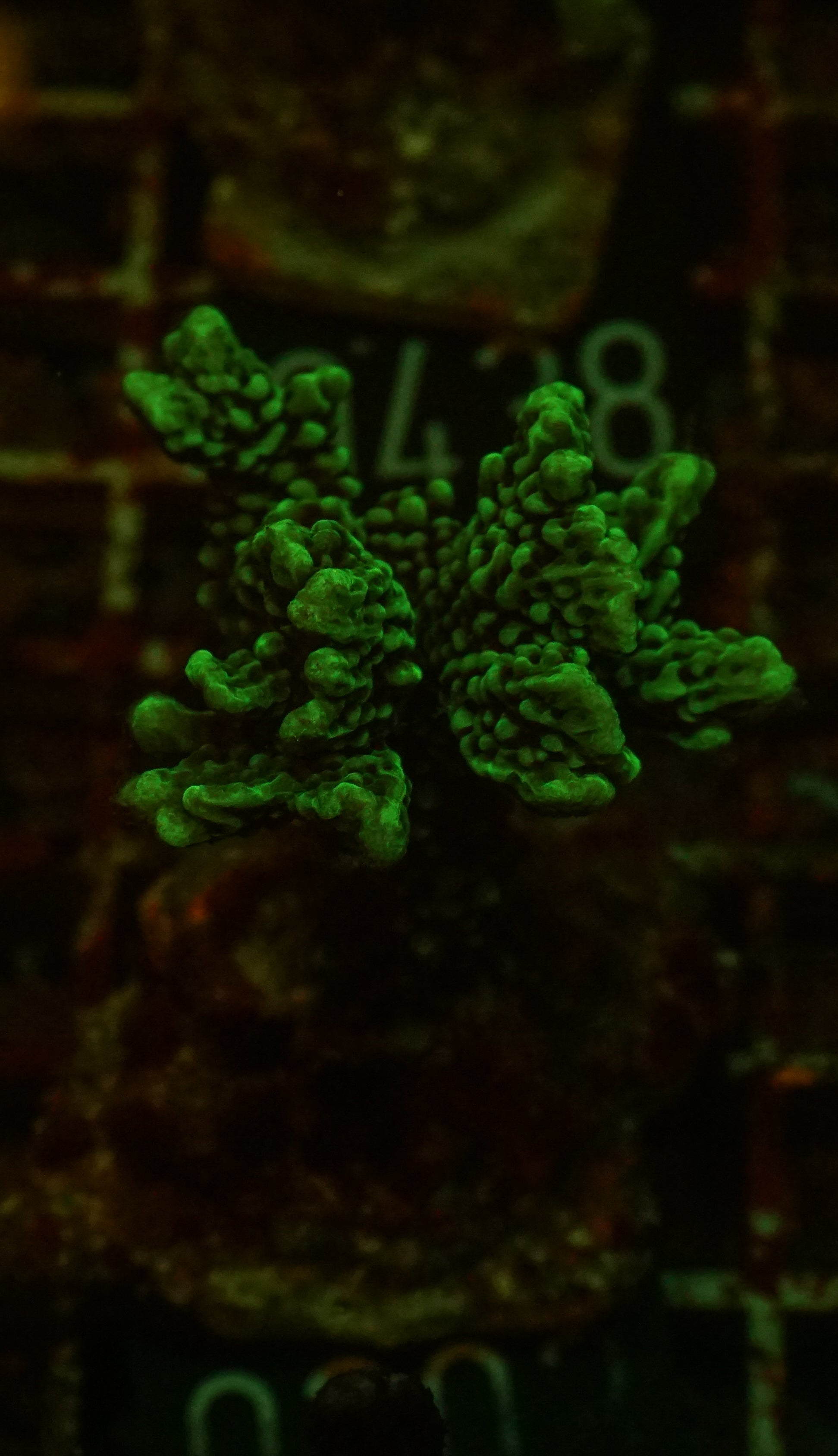 Montipora verrucosa