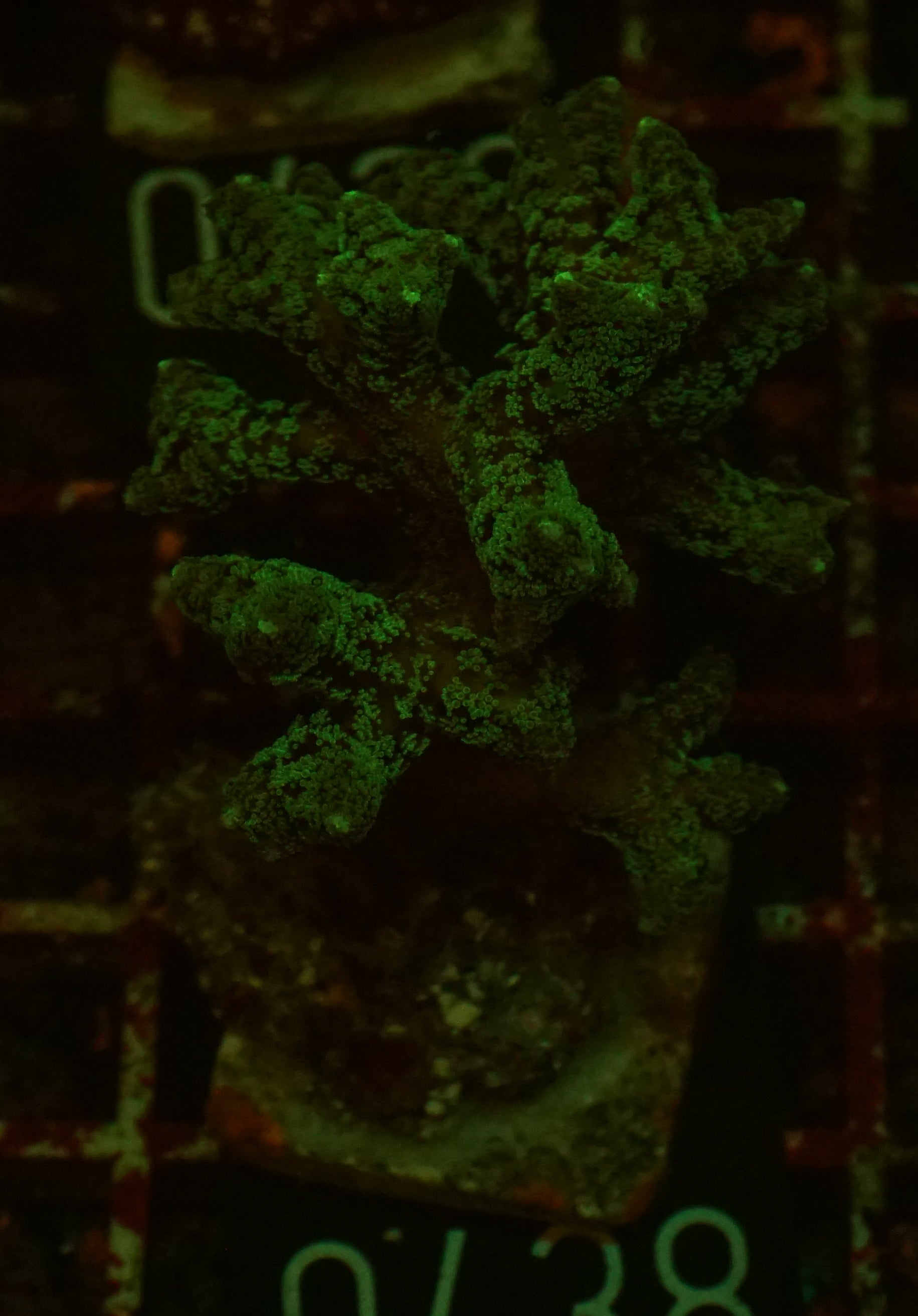 Seriatopora caliendrum "bicolor"