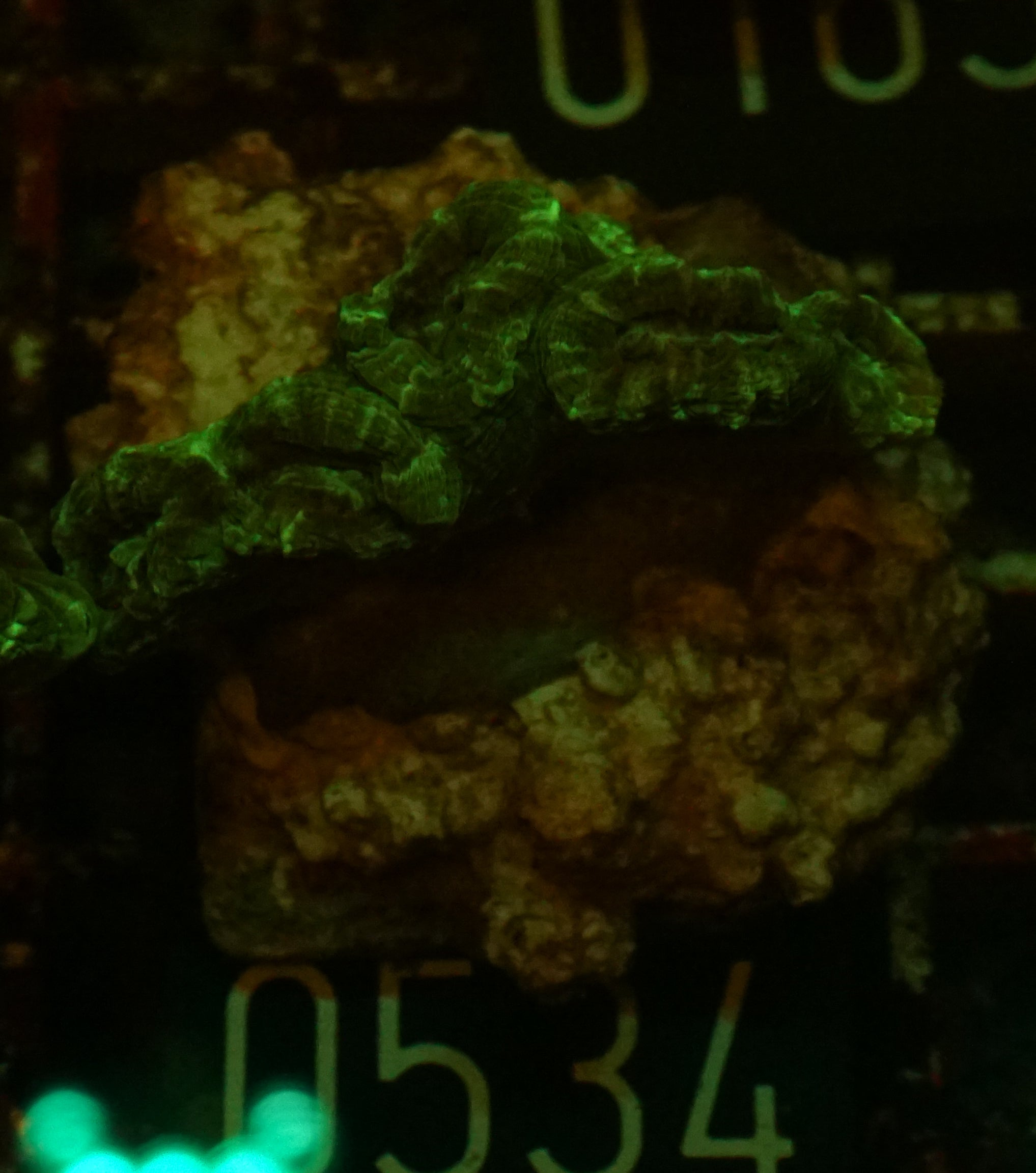 Caulastraea furcata "blue"