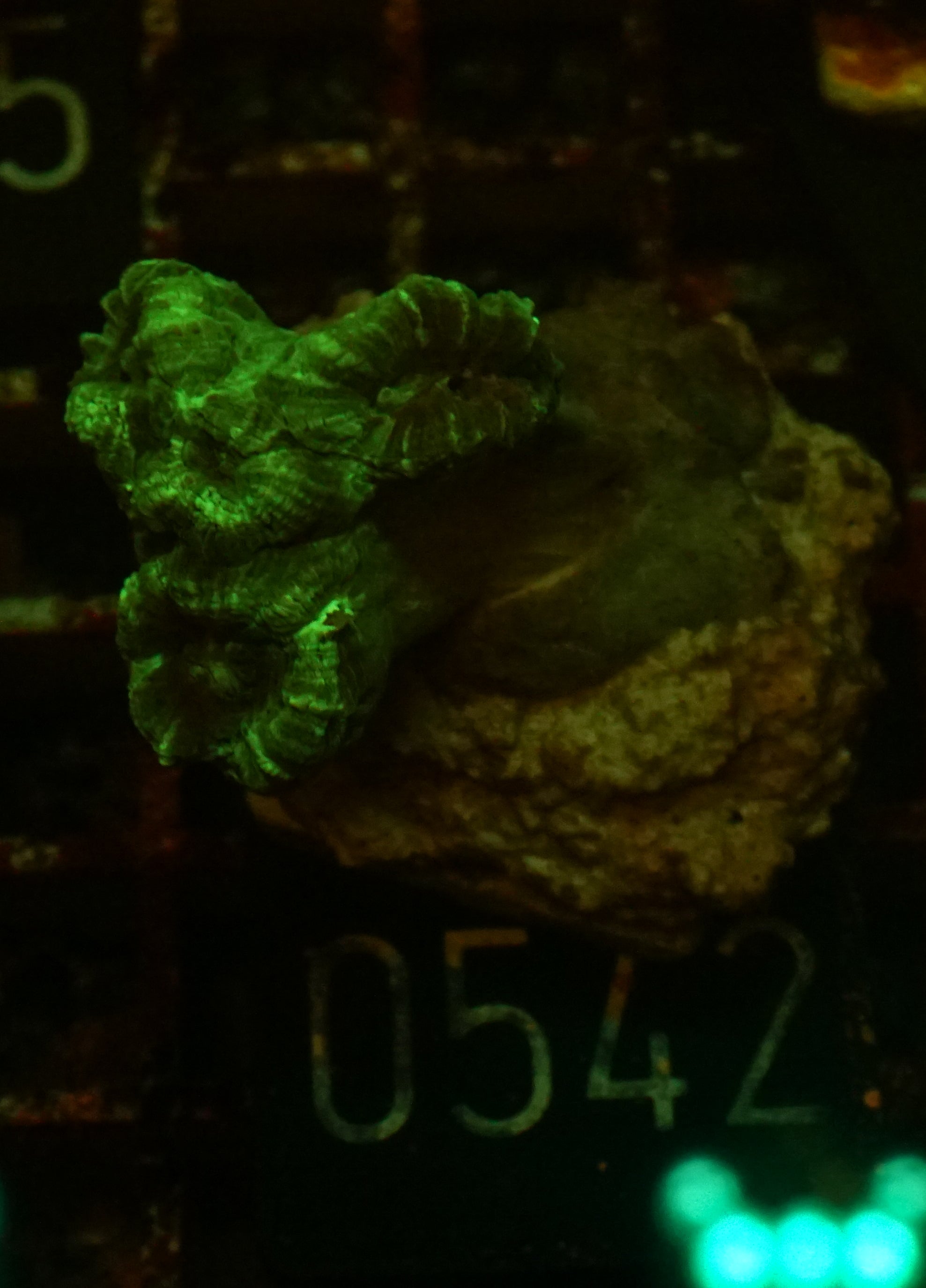 Caulastraea furcata "blue"