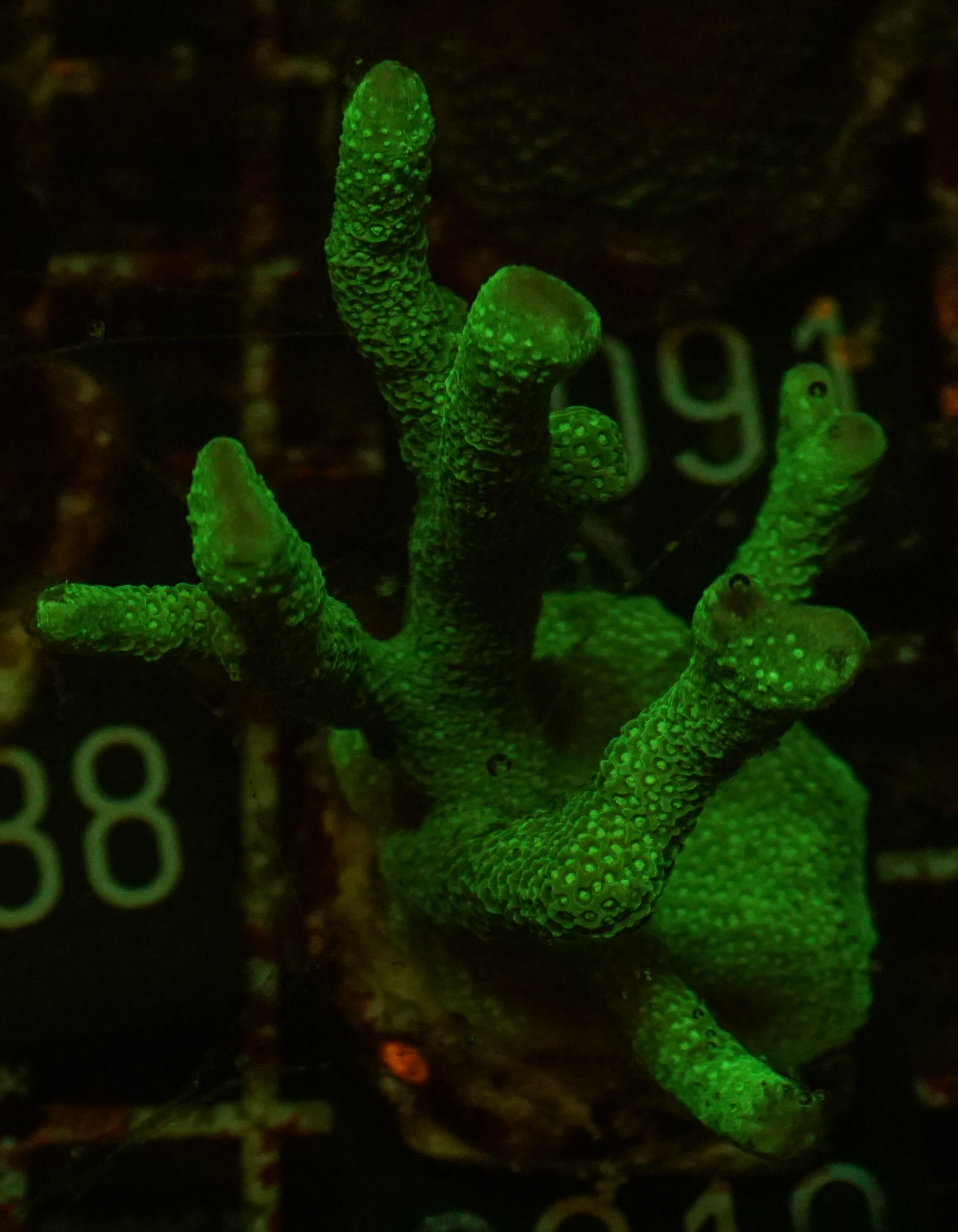 Montipora digitata purple