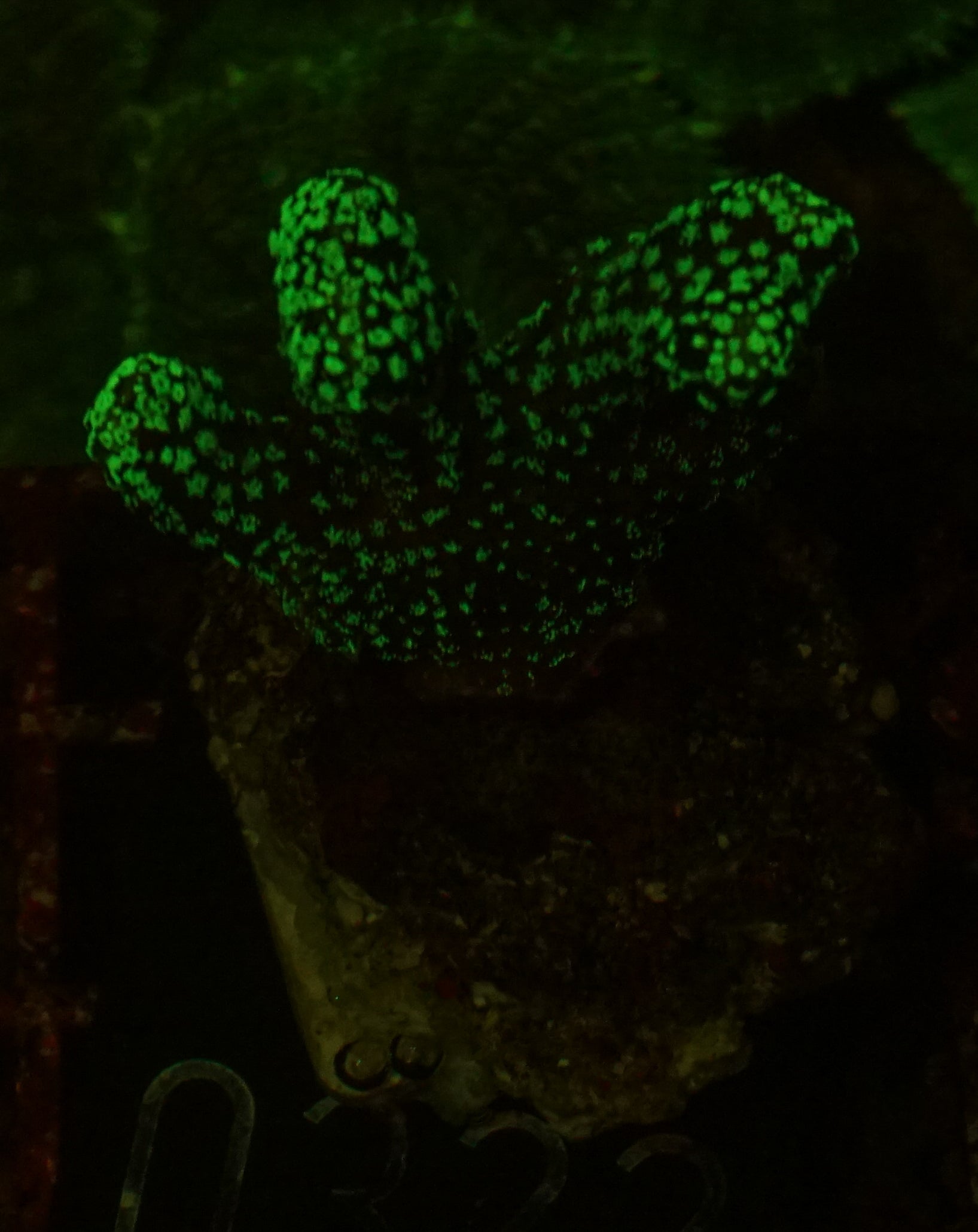 Stylophora pistillata "green"