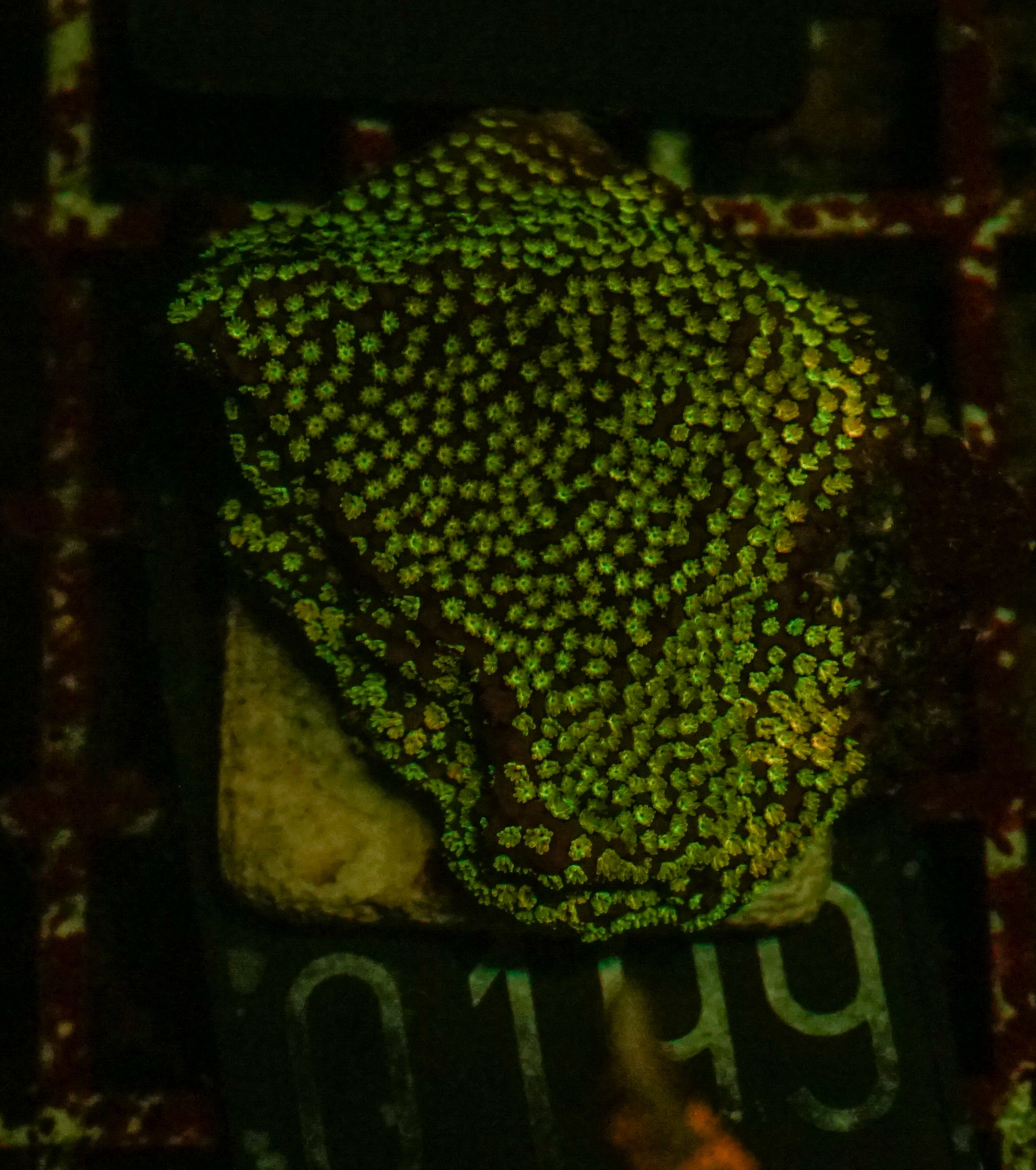 Montipora mollis "rainbow"