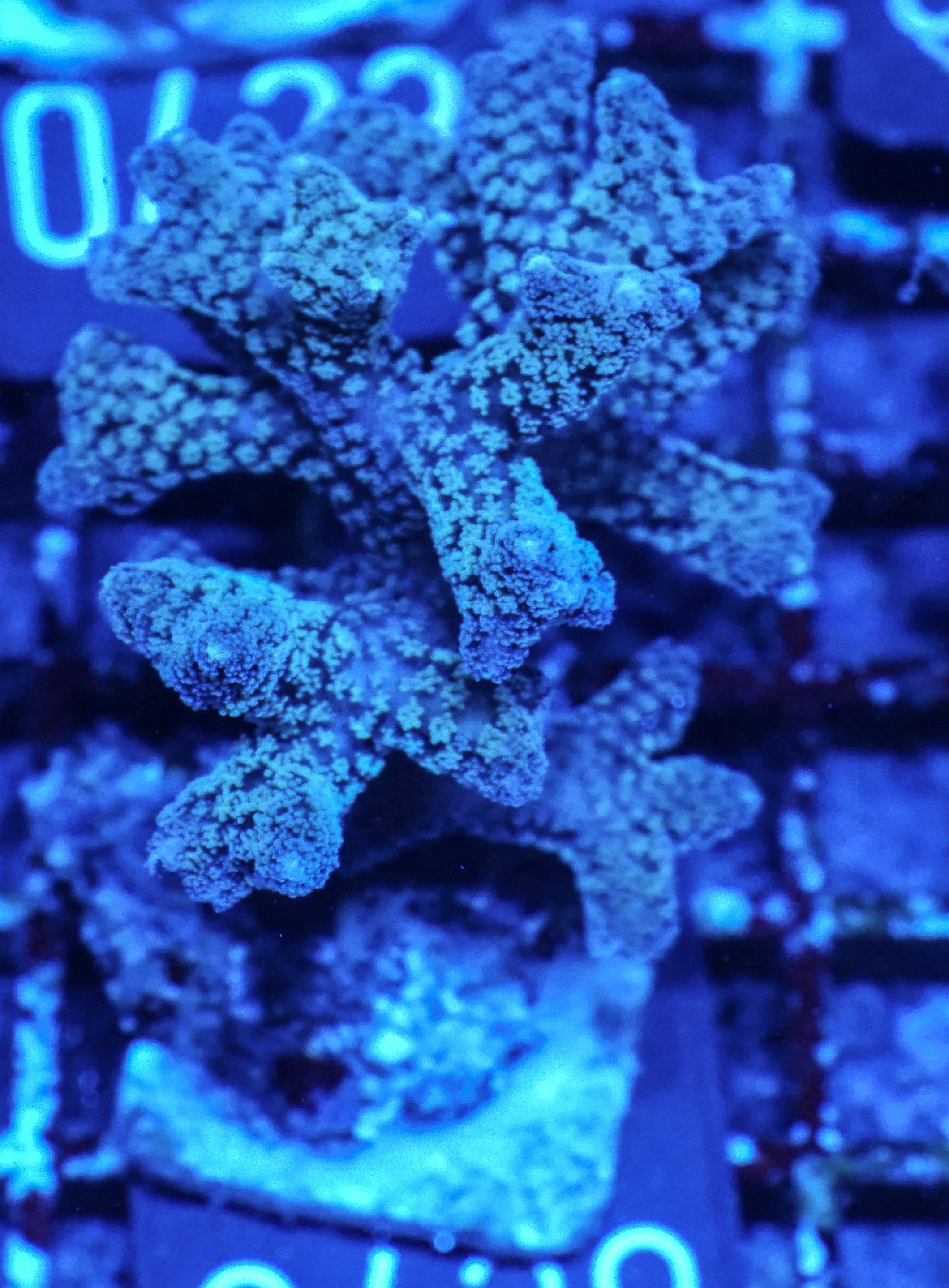 Seriatopora caliendrum "bicolor"