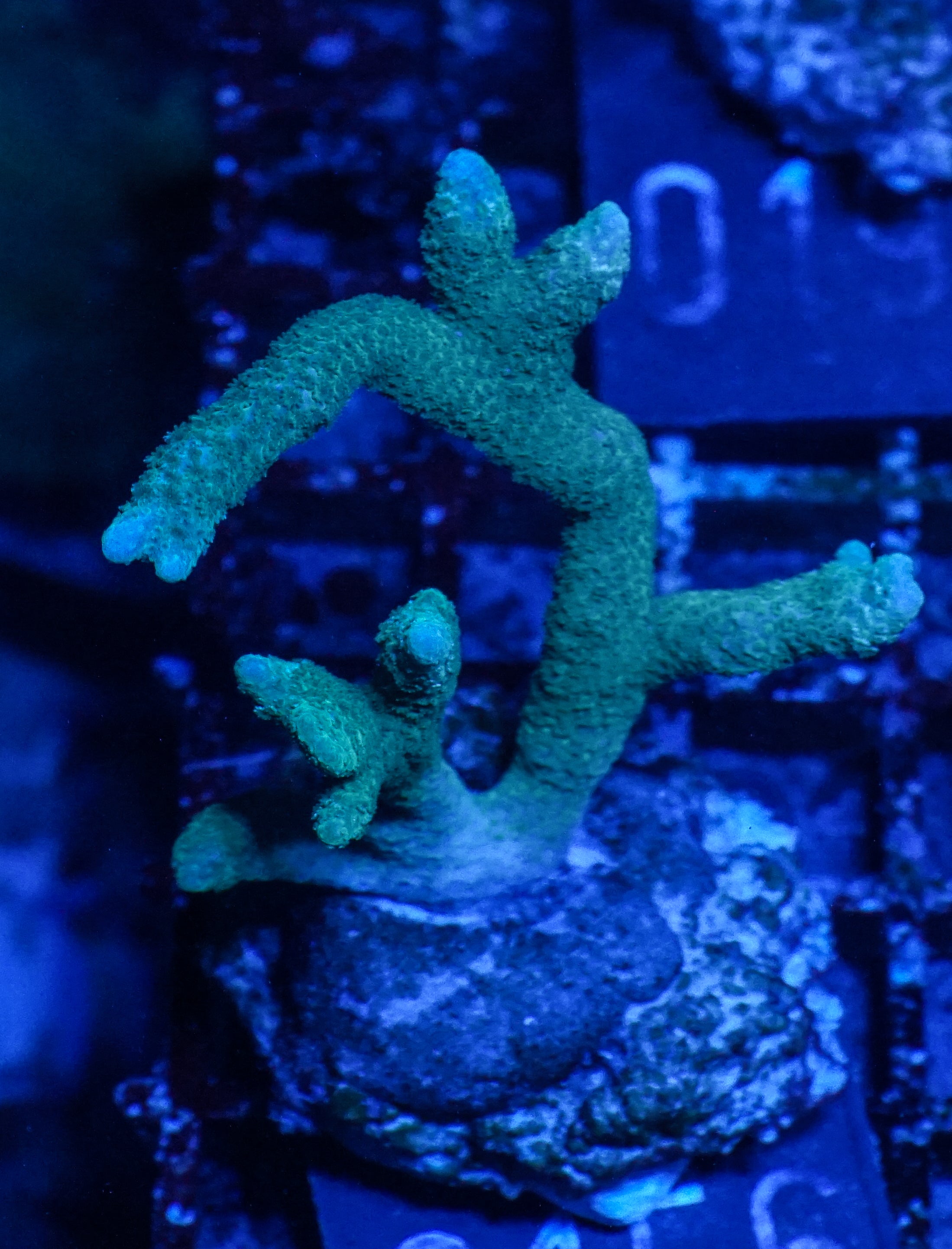 Montipora digitata purple