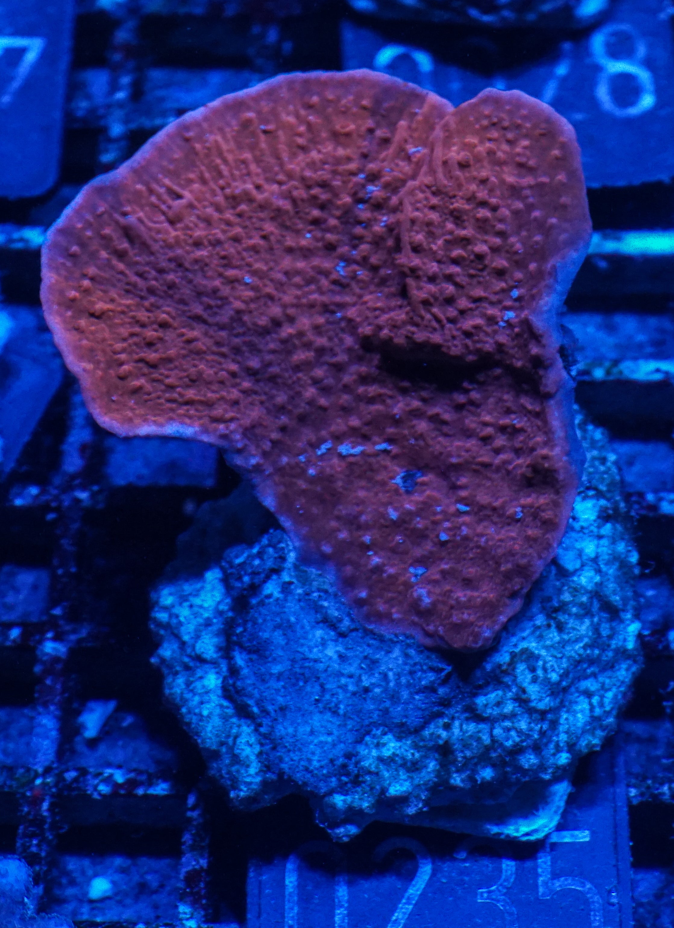 Montipora foliosa