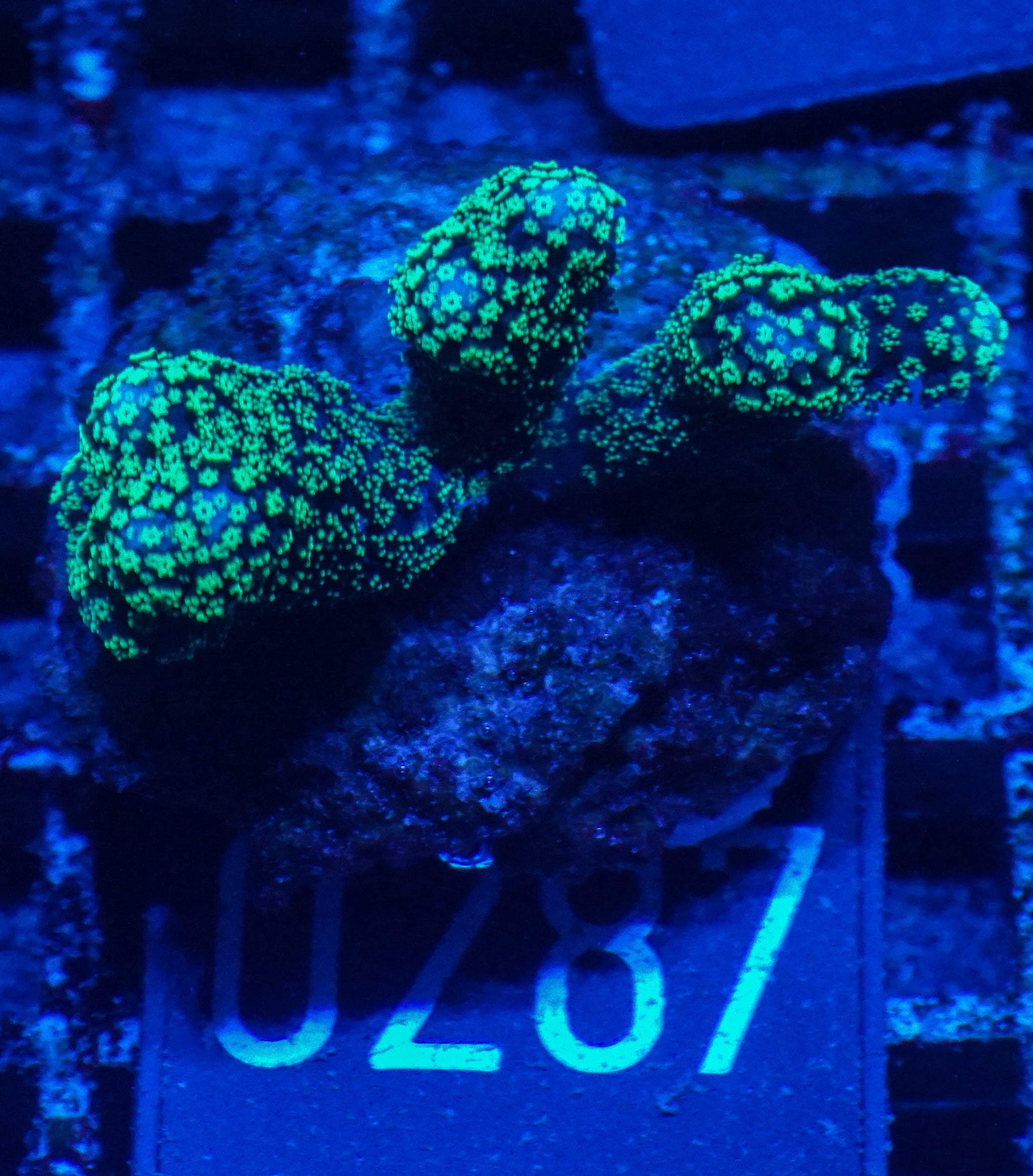 Stylophora pistillata "green"