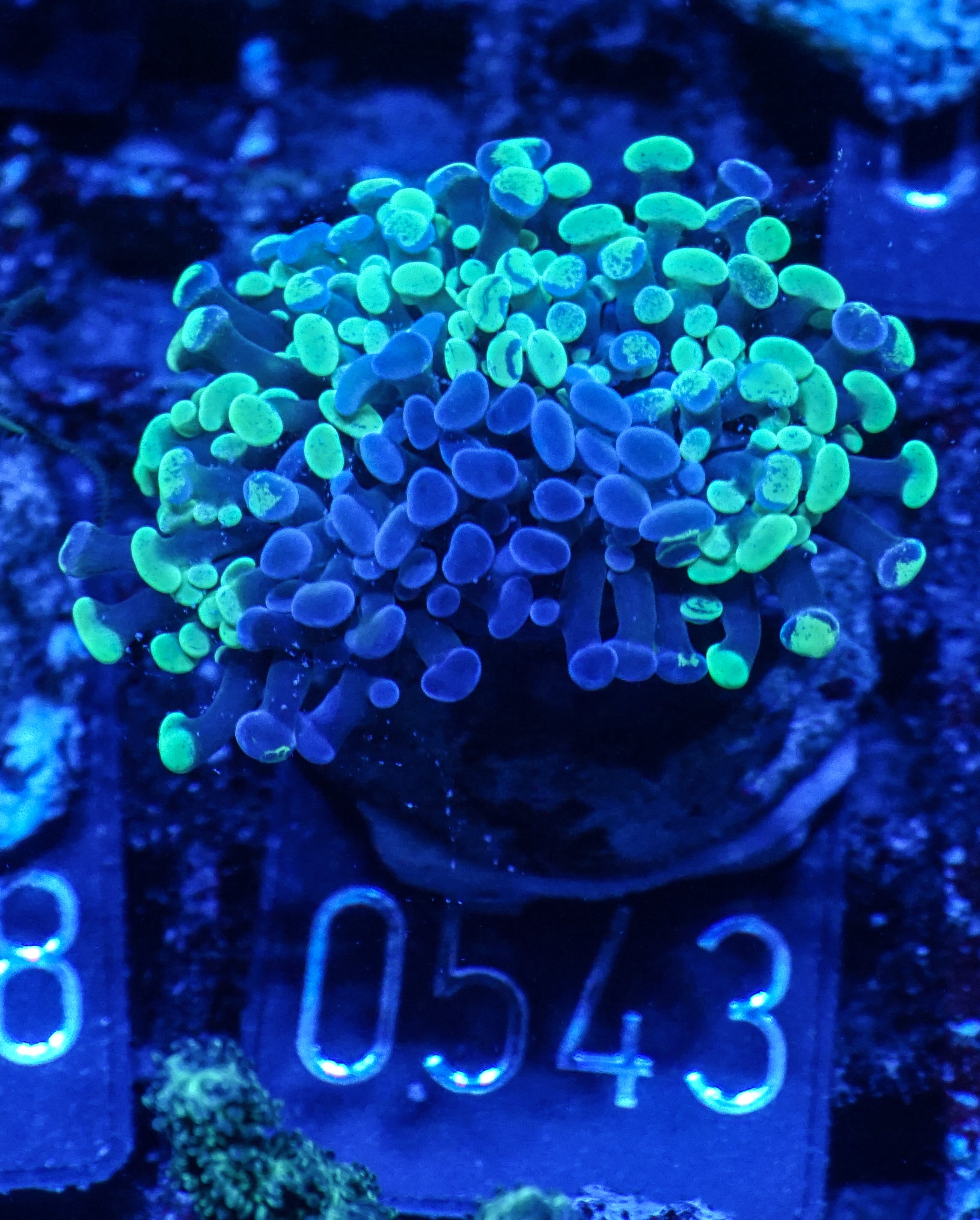 Euphyllia/Fimbriaphyllia paraancora