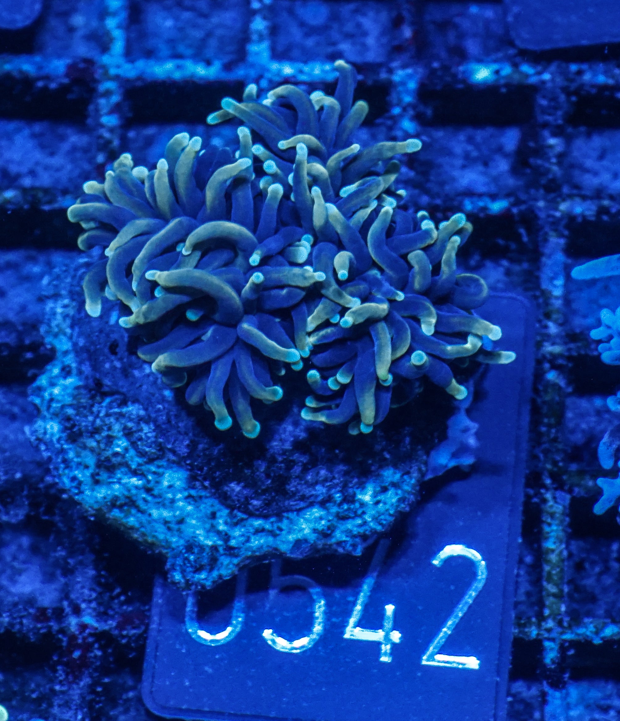 Euphyllia glabrescens "Dragon soul"