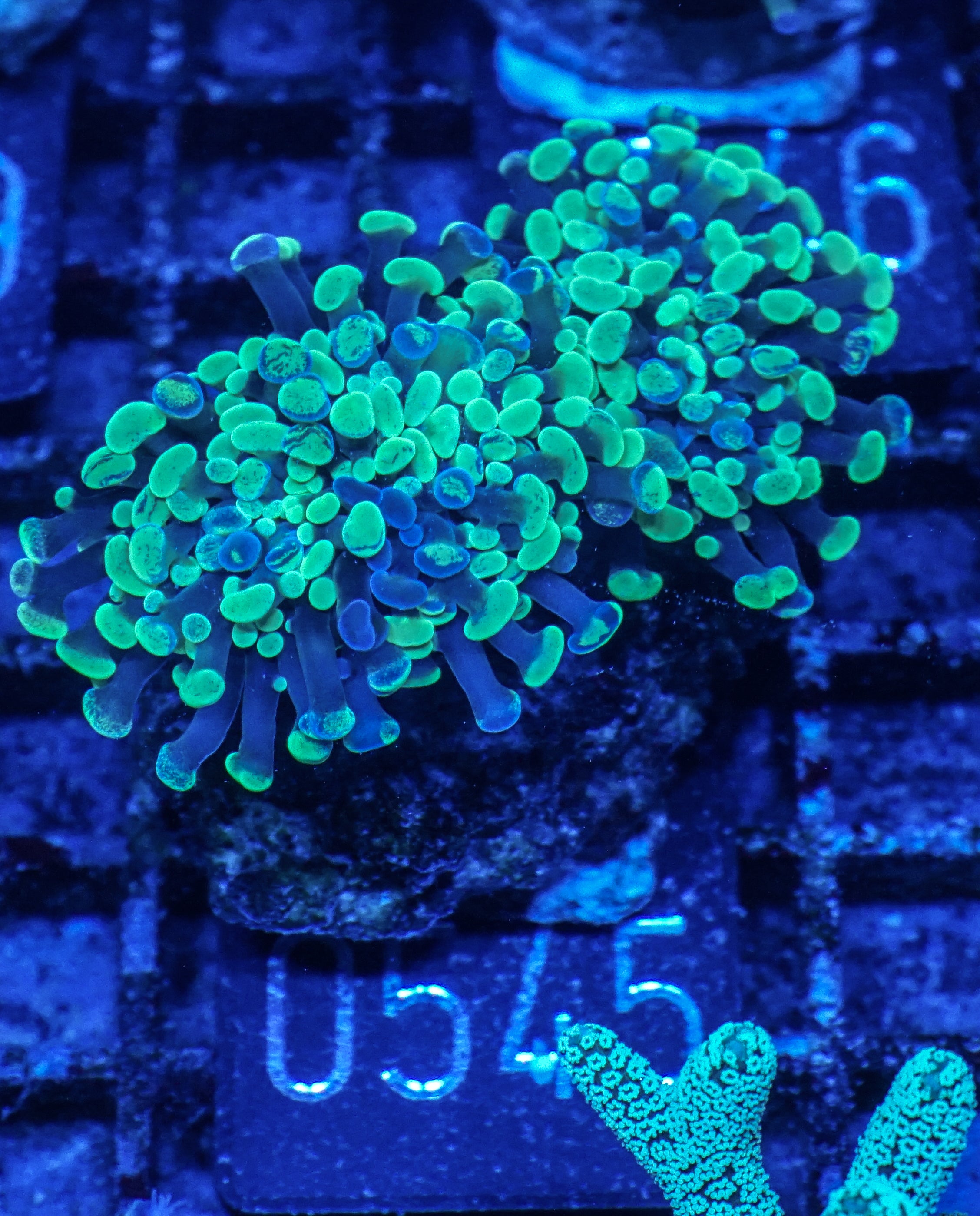 Euphyllia/Fimbriaphyllia paraancora