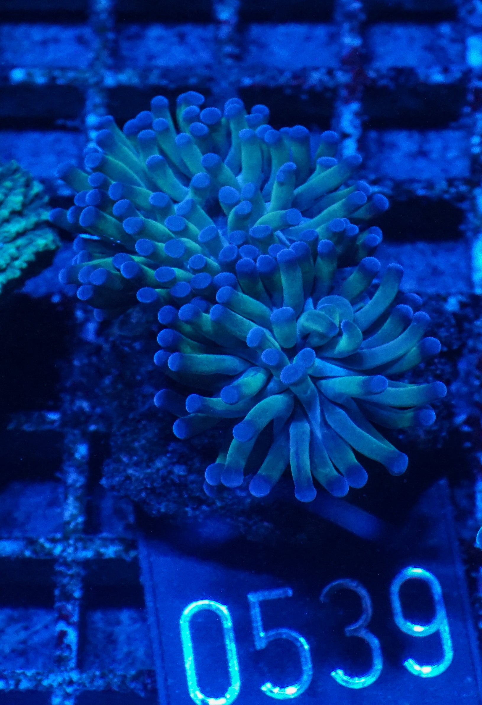 Euphyllia/Fimbriaphyllia paraancora