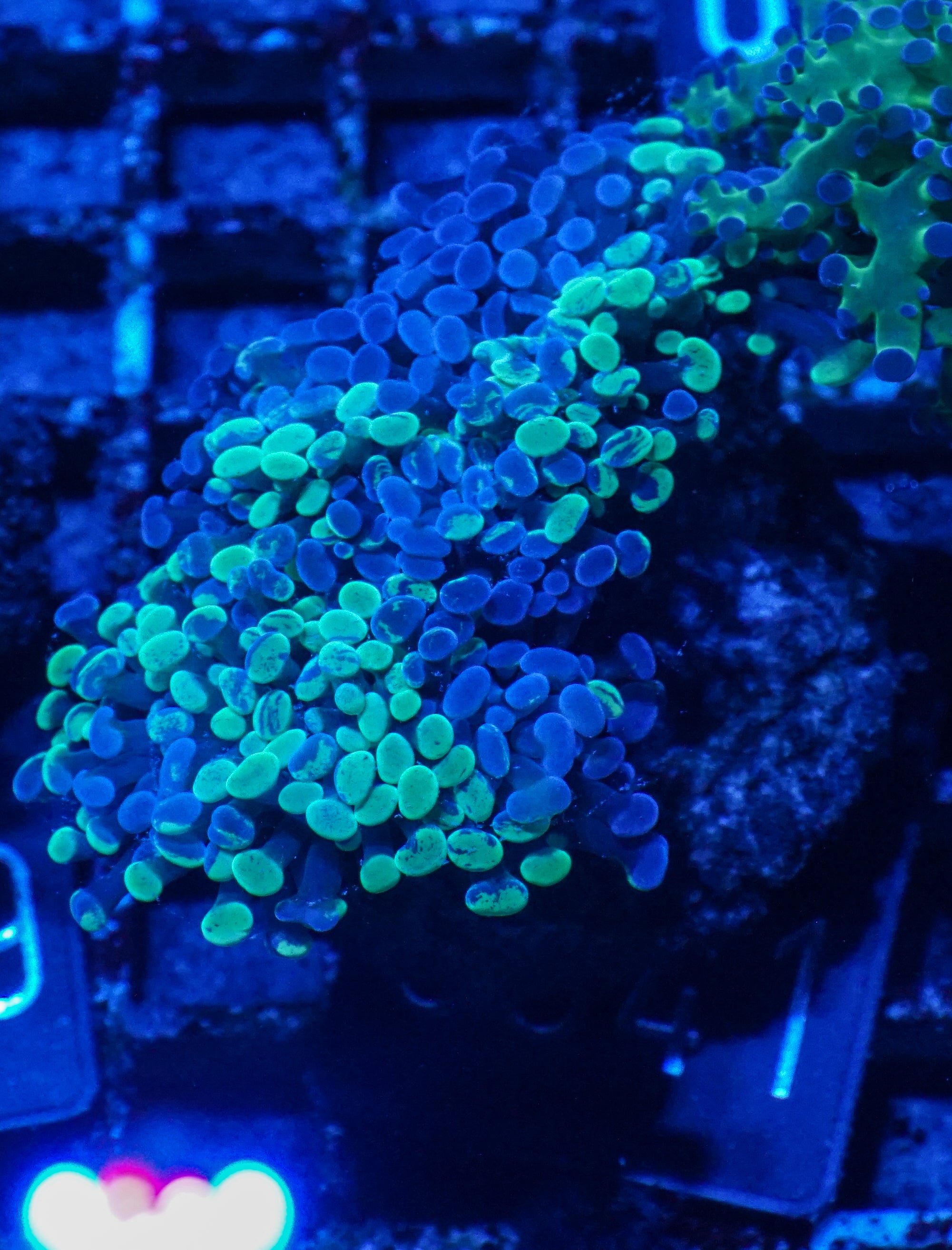 Euphyllia/Fimbriaphyllia paraancora