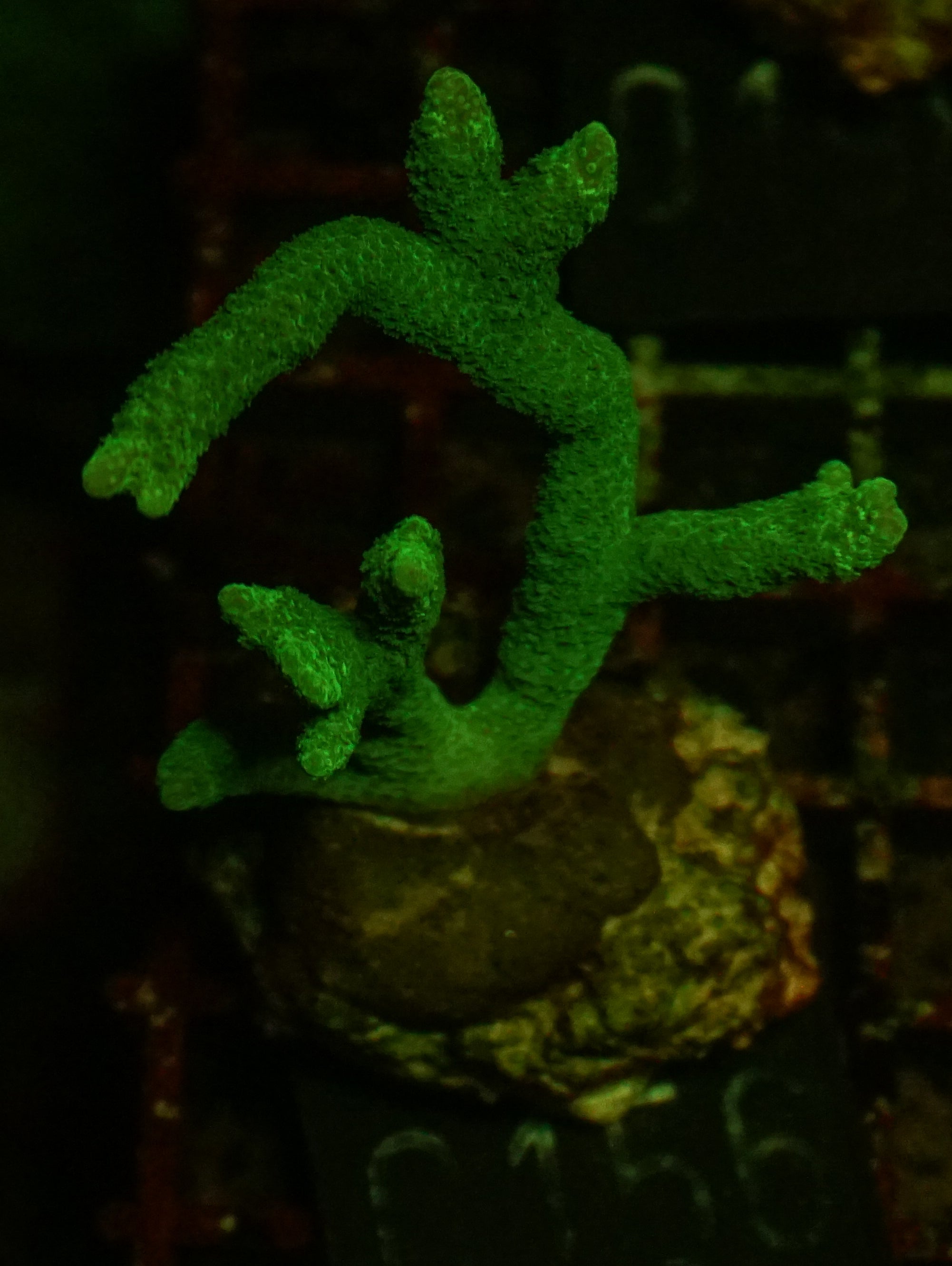 Montipora digitata purple