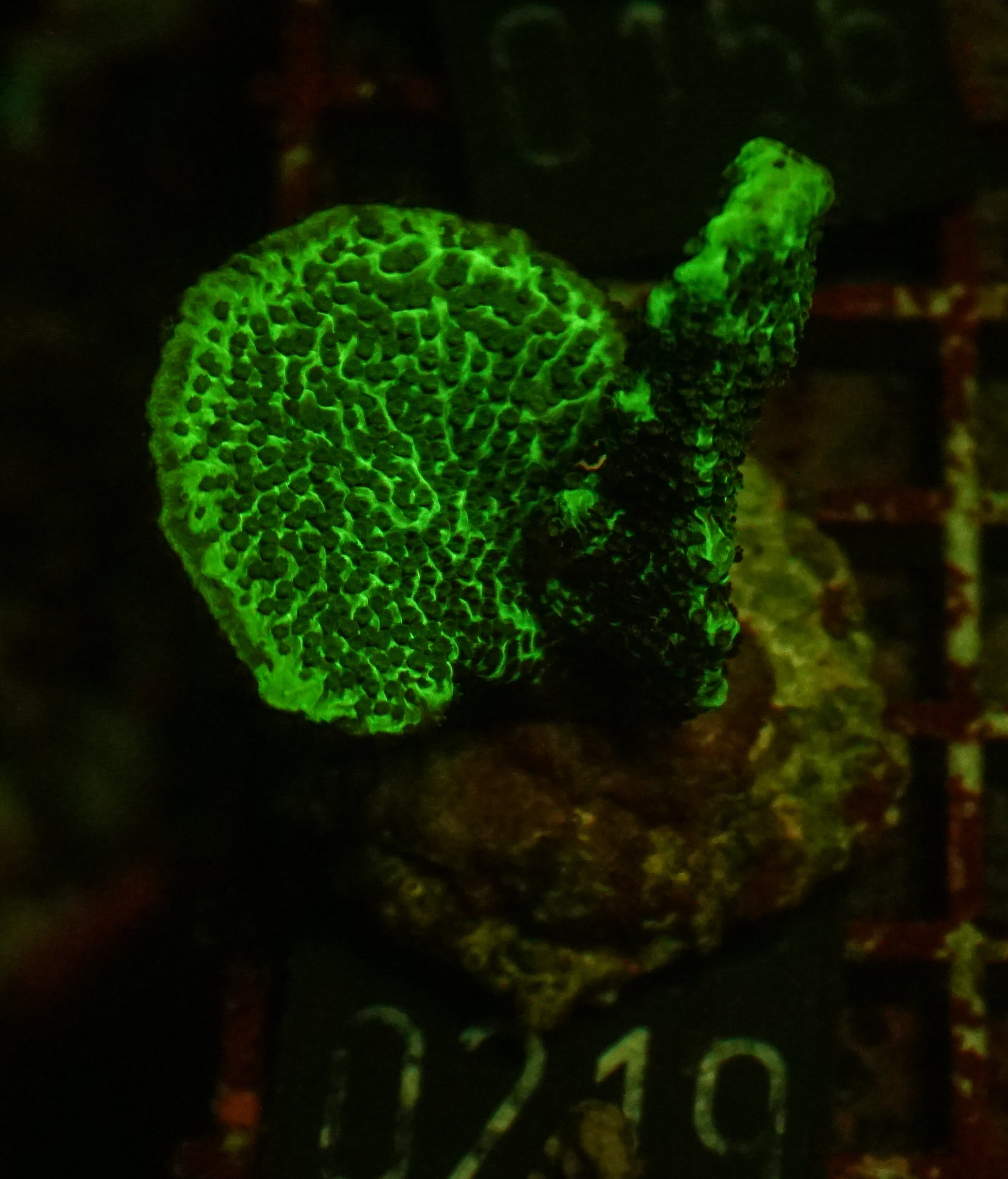 Montipora confusa