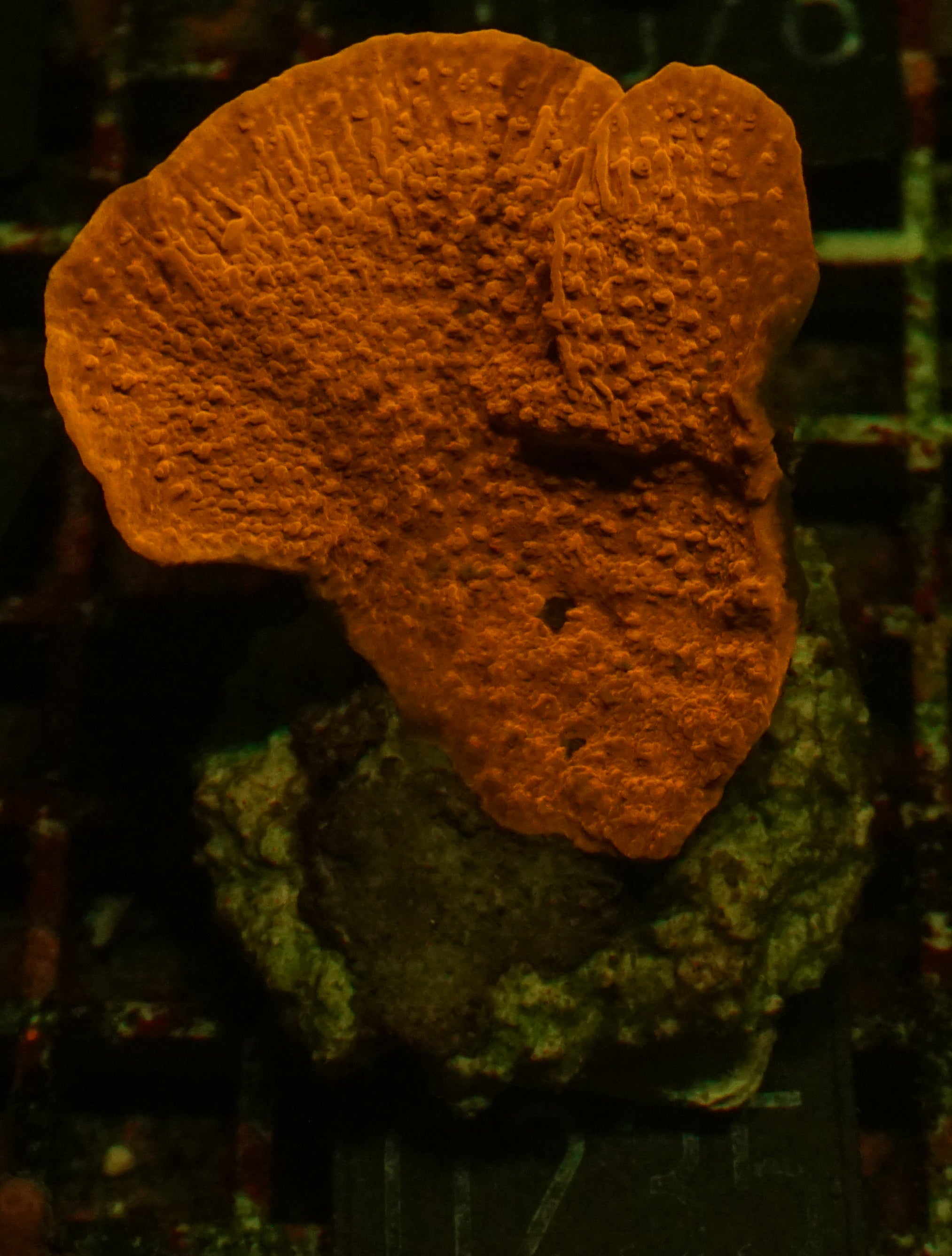 Montipora foliosa
