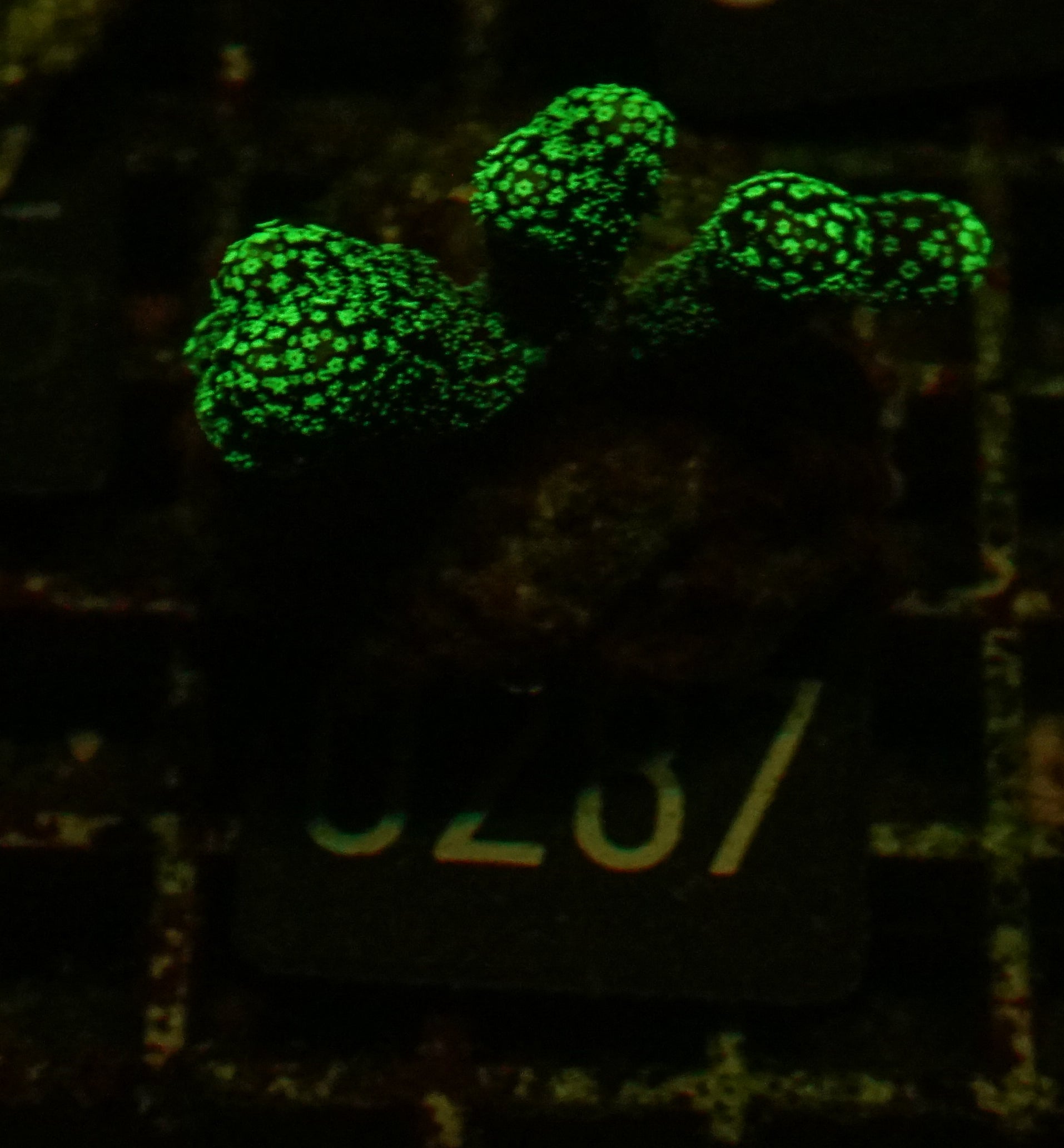 Stylophora pistillata "green"