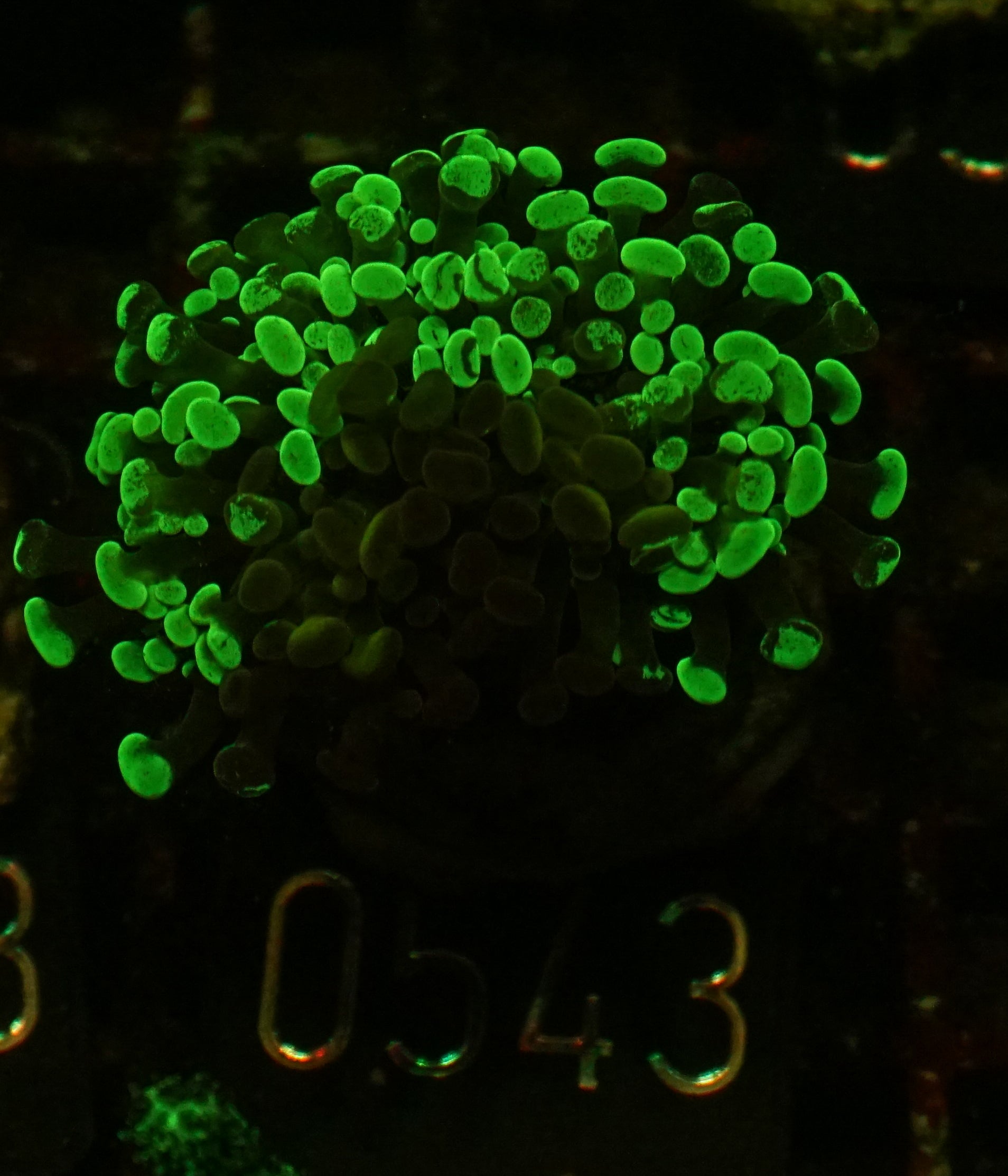 Euphyllia/Fimbriaphyllia paraancora