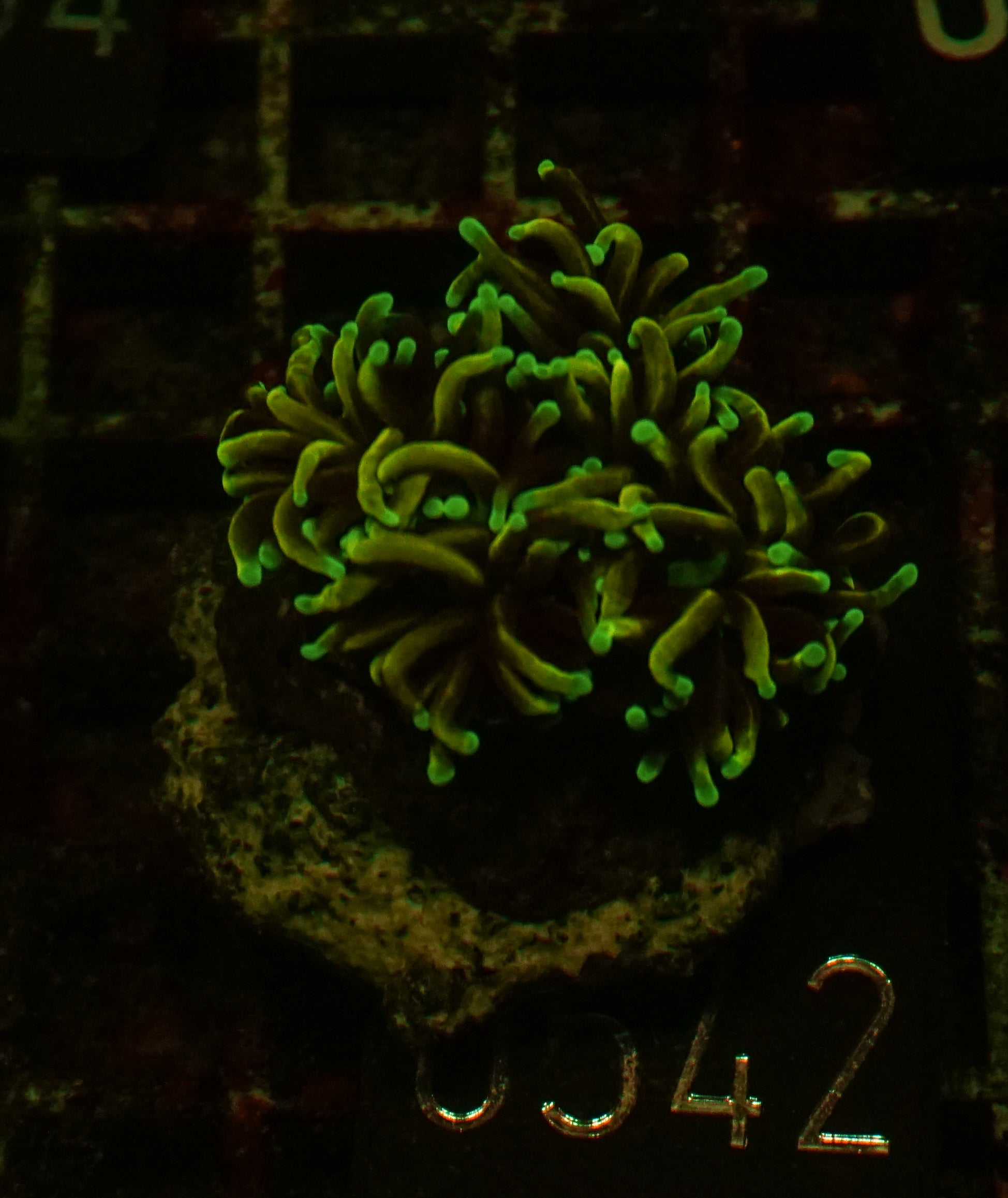 Euphyllia glabrescens "Dragon soul"