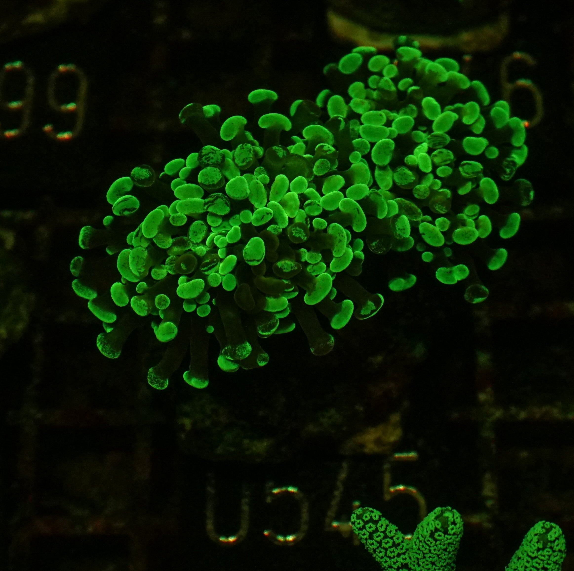 Euphyllia/Fimbriaphyllia paraancora