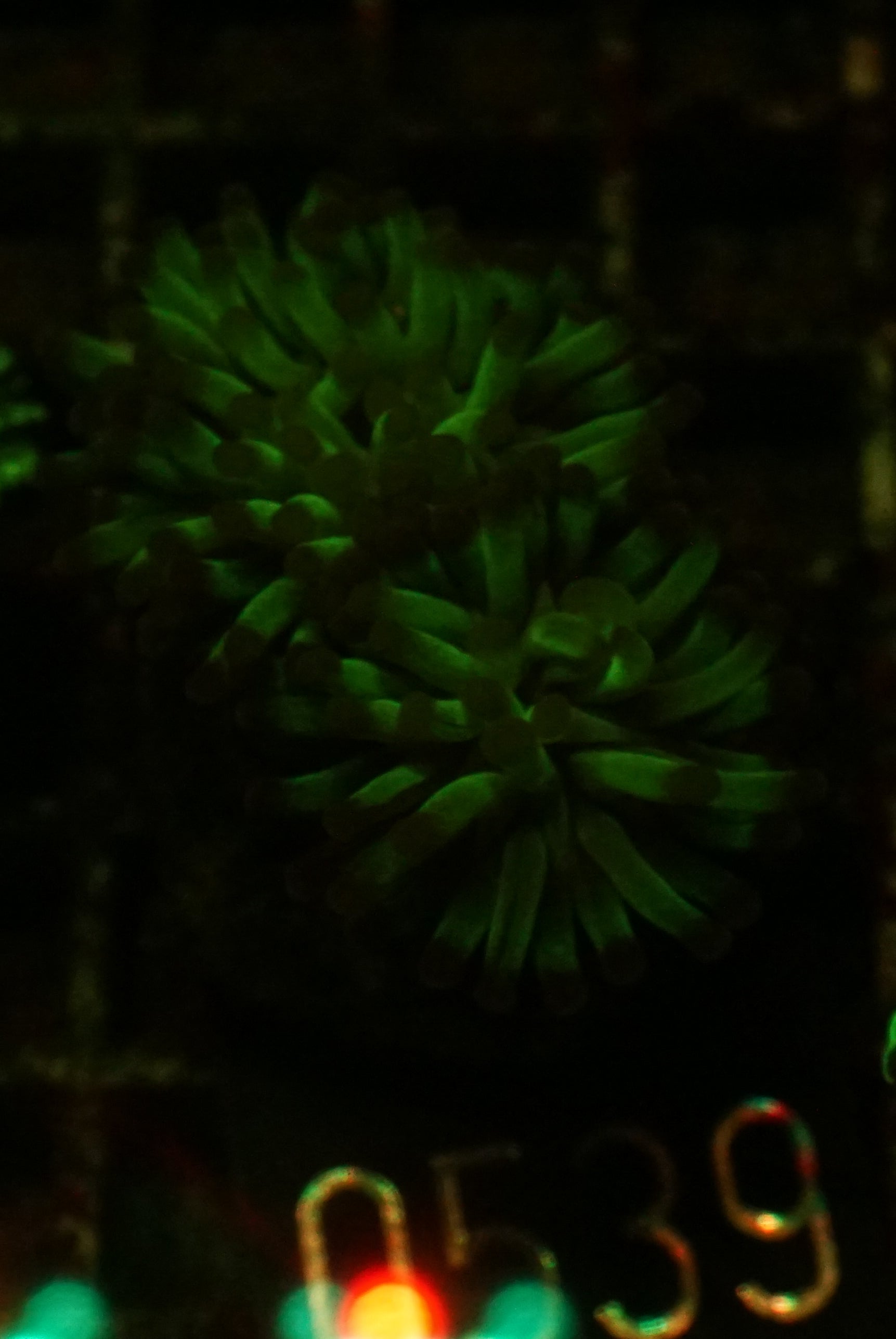 Euphyllia/Fimbriaphyllia paraancora