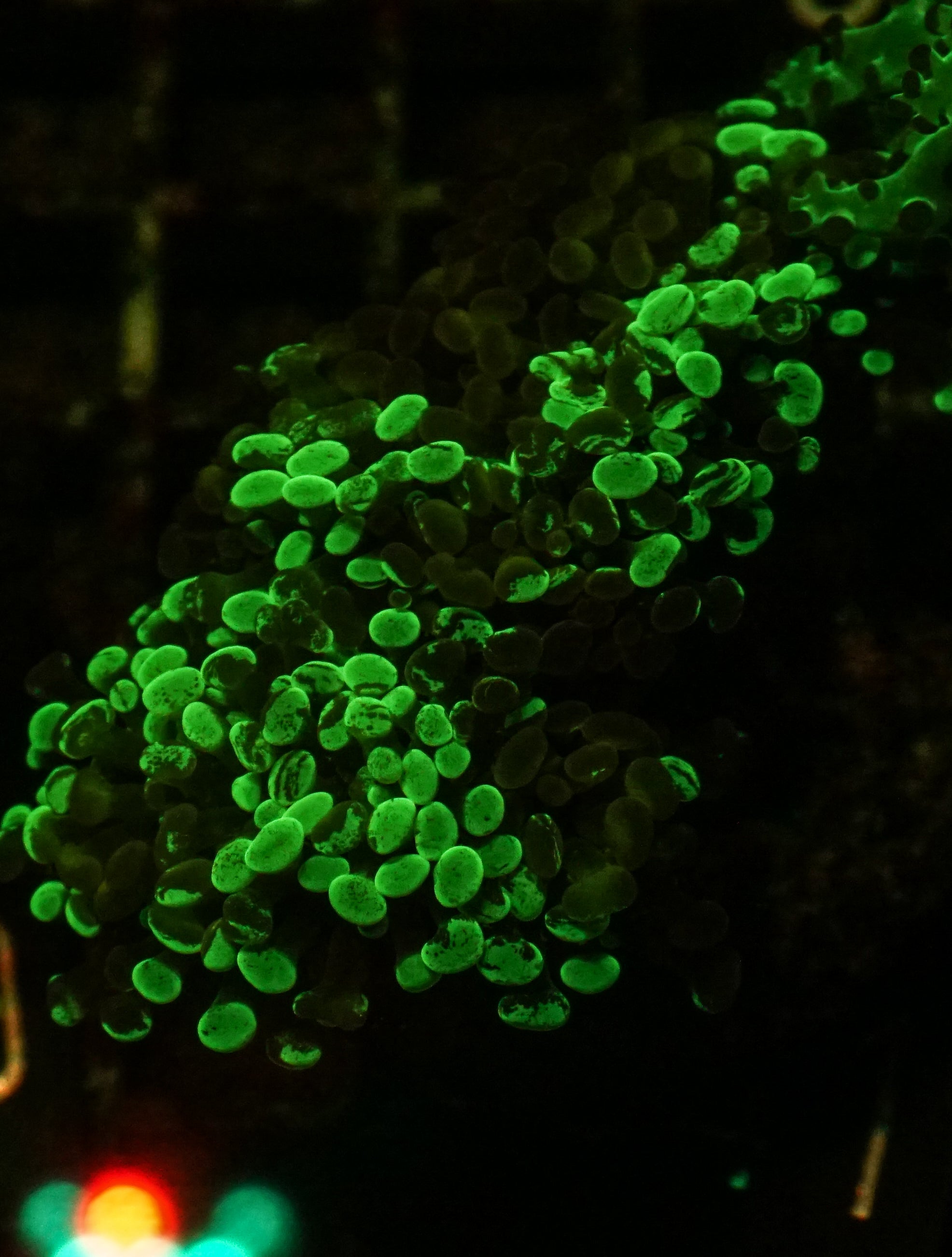 Euphyllia/Fimbriaphyllia paraancora