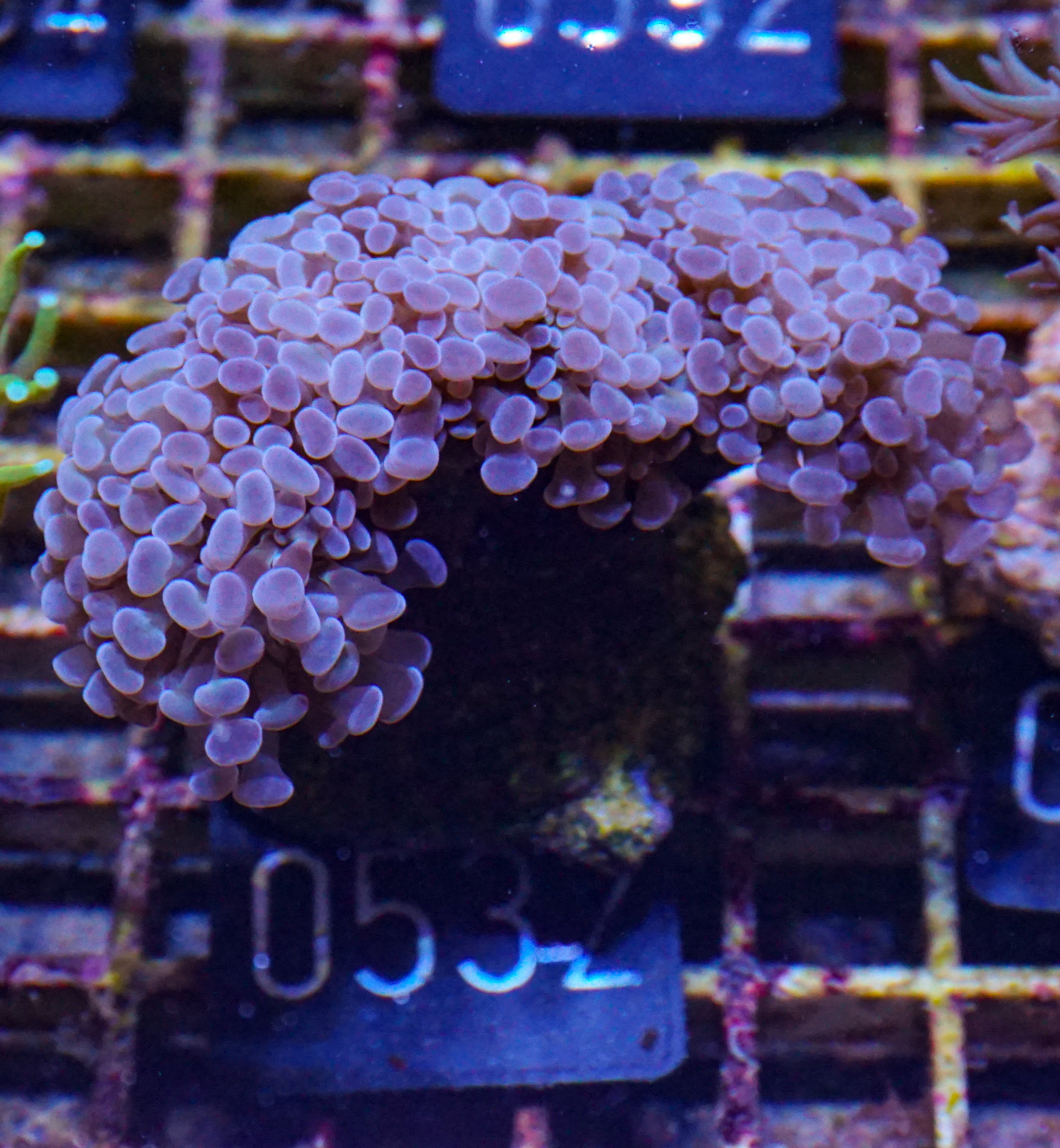 Euphyllia/Fimbriaphyllia paraancora "lila"