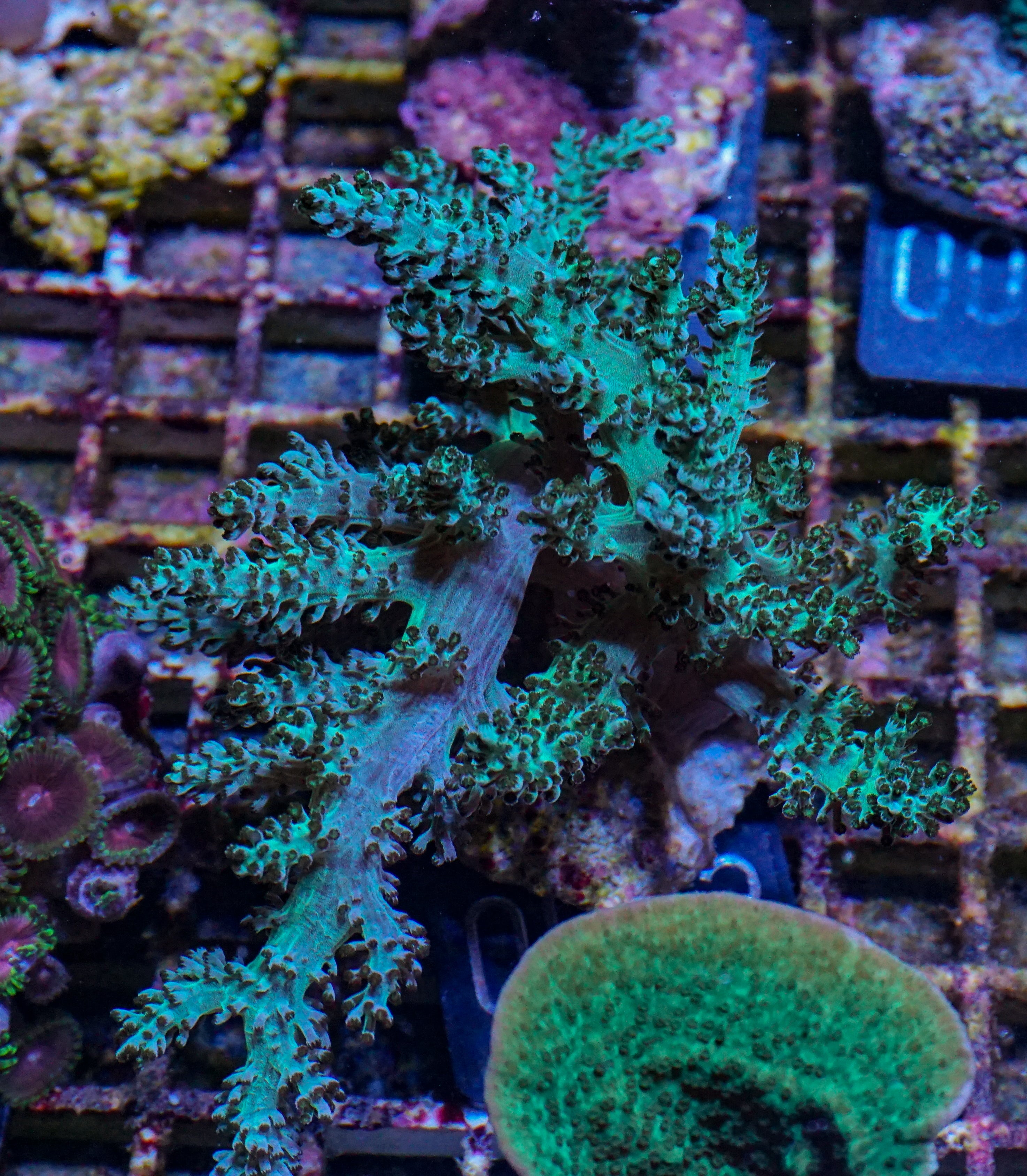 Capnella imbricata "grün"